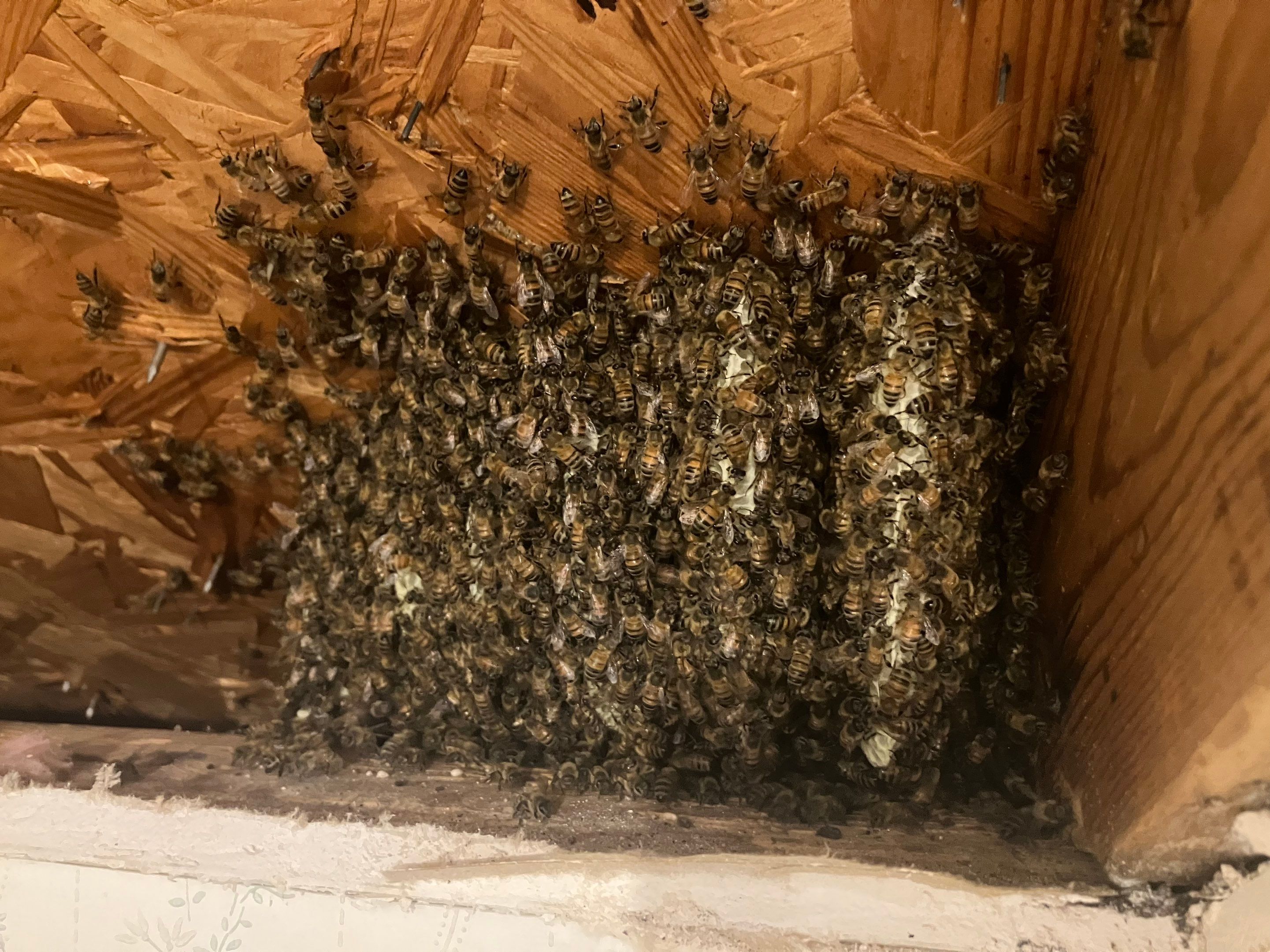Kitchen ceiling bees by Rockwall Honey Bee Company