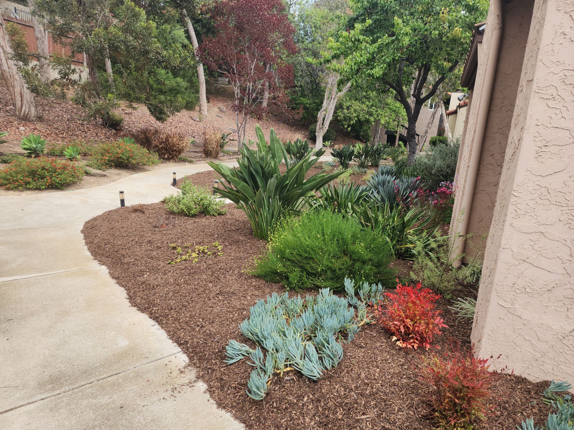 San Diego Residential Landscape Refresh With Succulents and Wood Mulch by Yard Techs