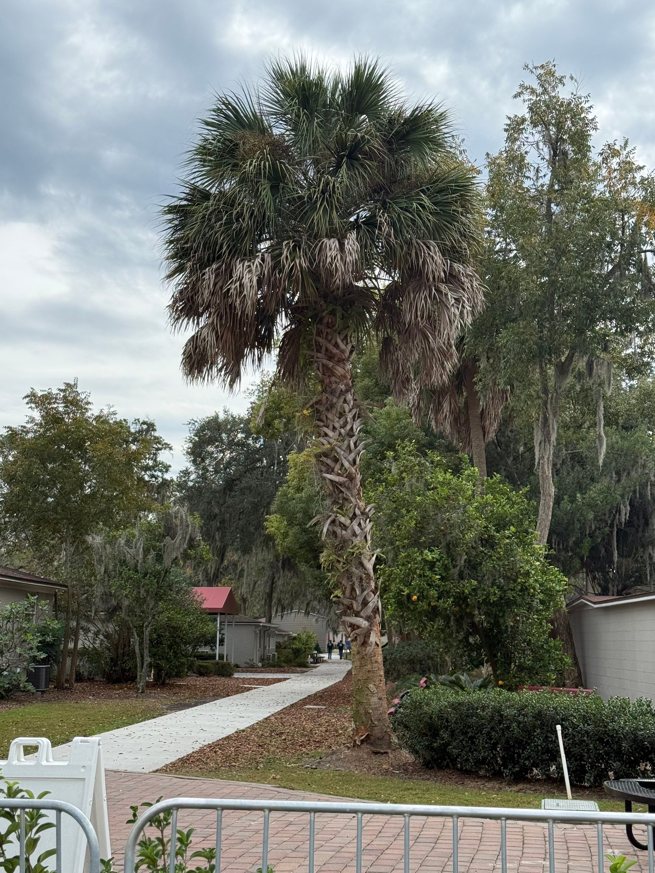 Volunteer Work | Episcopal High School of Jacksonville by ProGreen Services