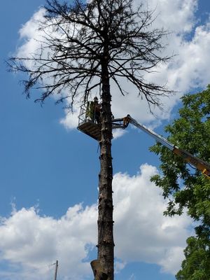 Tree Removal using Tree Removal