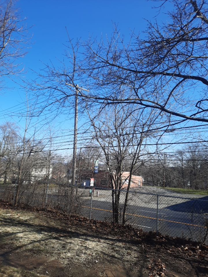 Tree Removal using Tree Removal by Mike Jones & Sons Tree Service LLC 