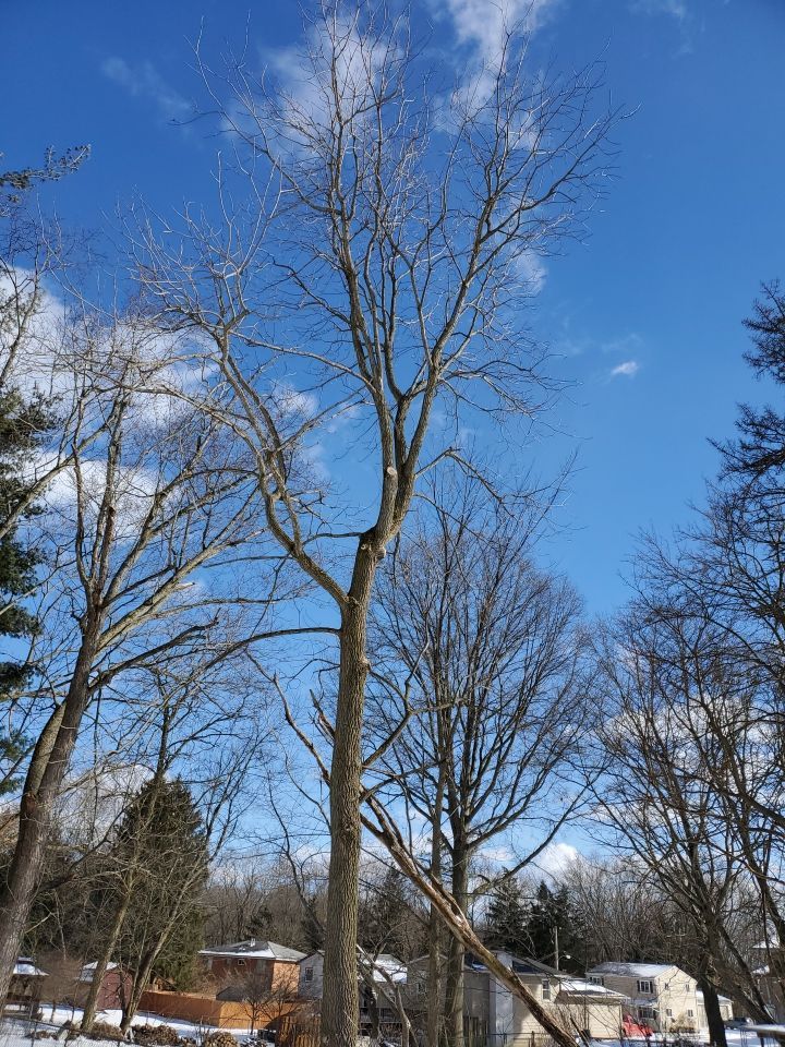 Tree Trimming using Tree Pruing by Mike Jones & Sons Tree Service LLC 