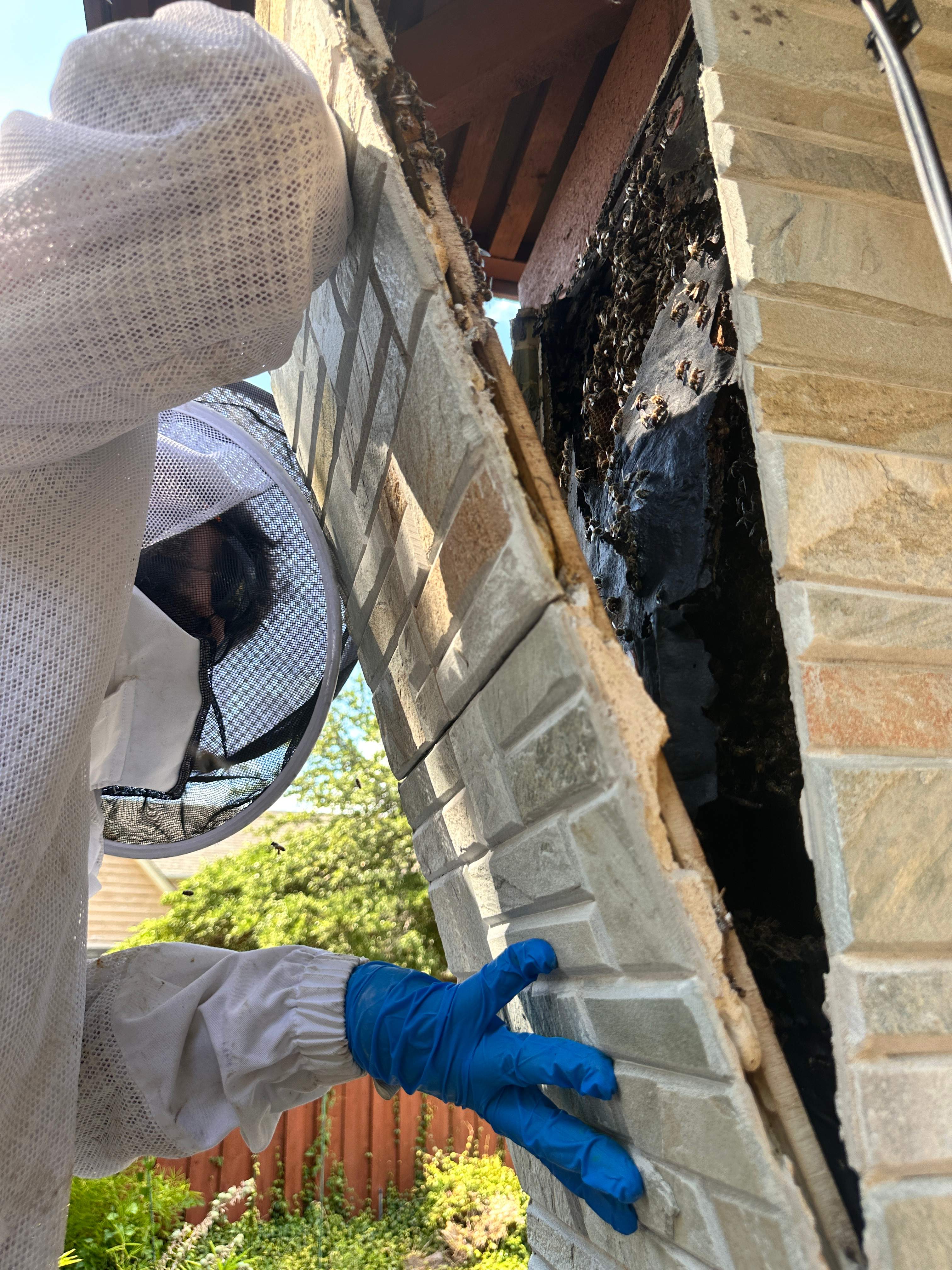 Scary Pergola by Rockwall Honey Bee Company