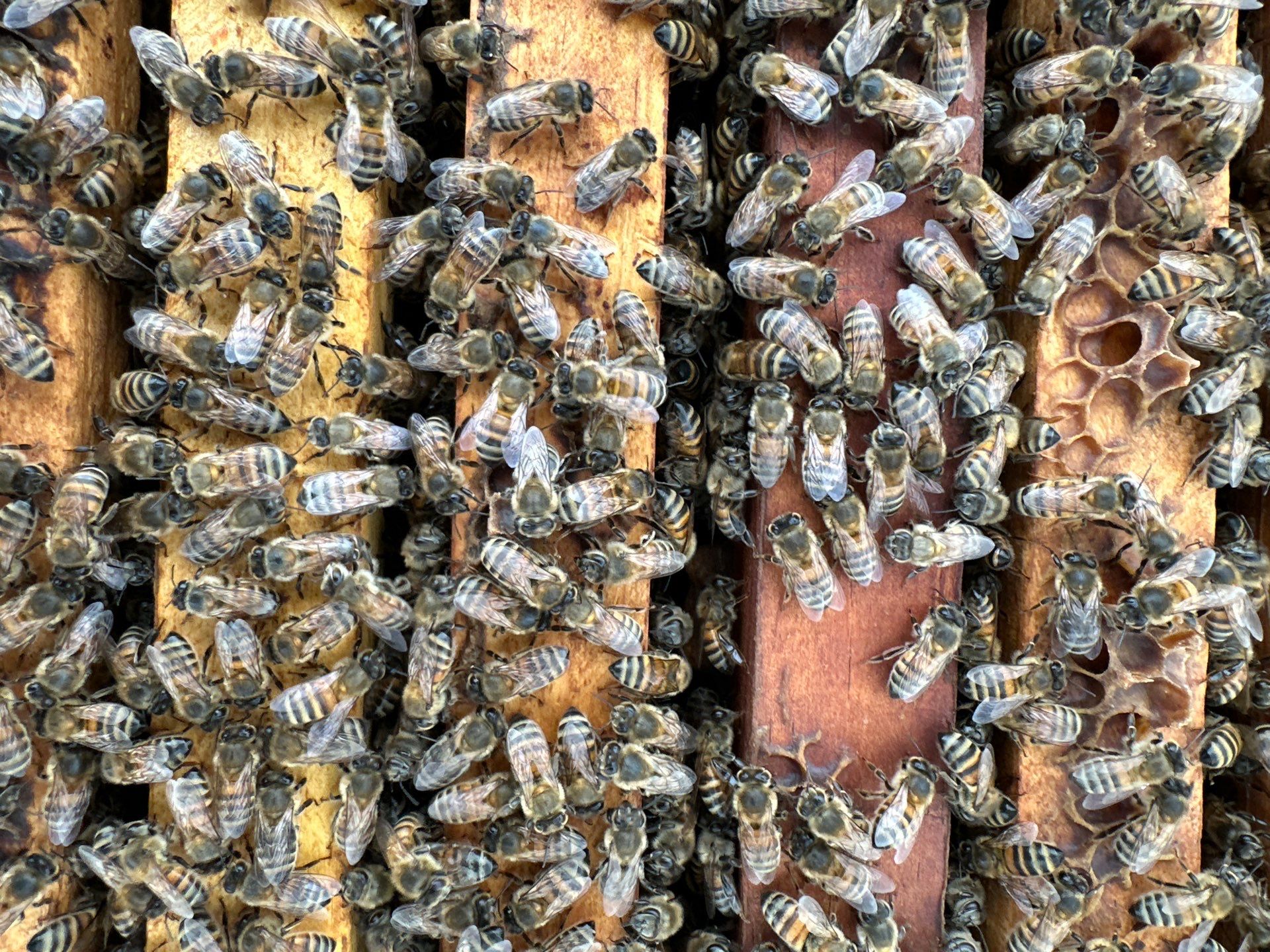Bees at the Bank! by Rockwall Honey Bee Company