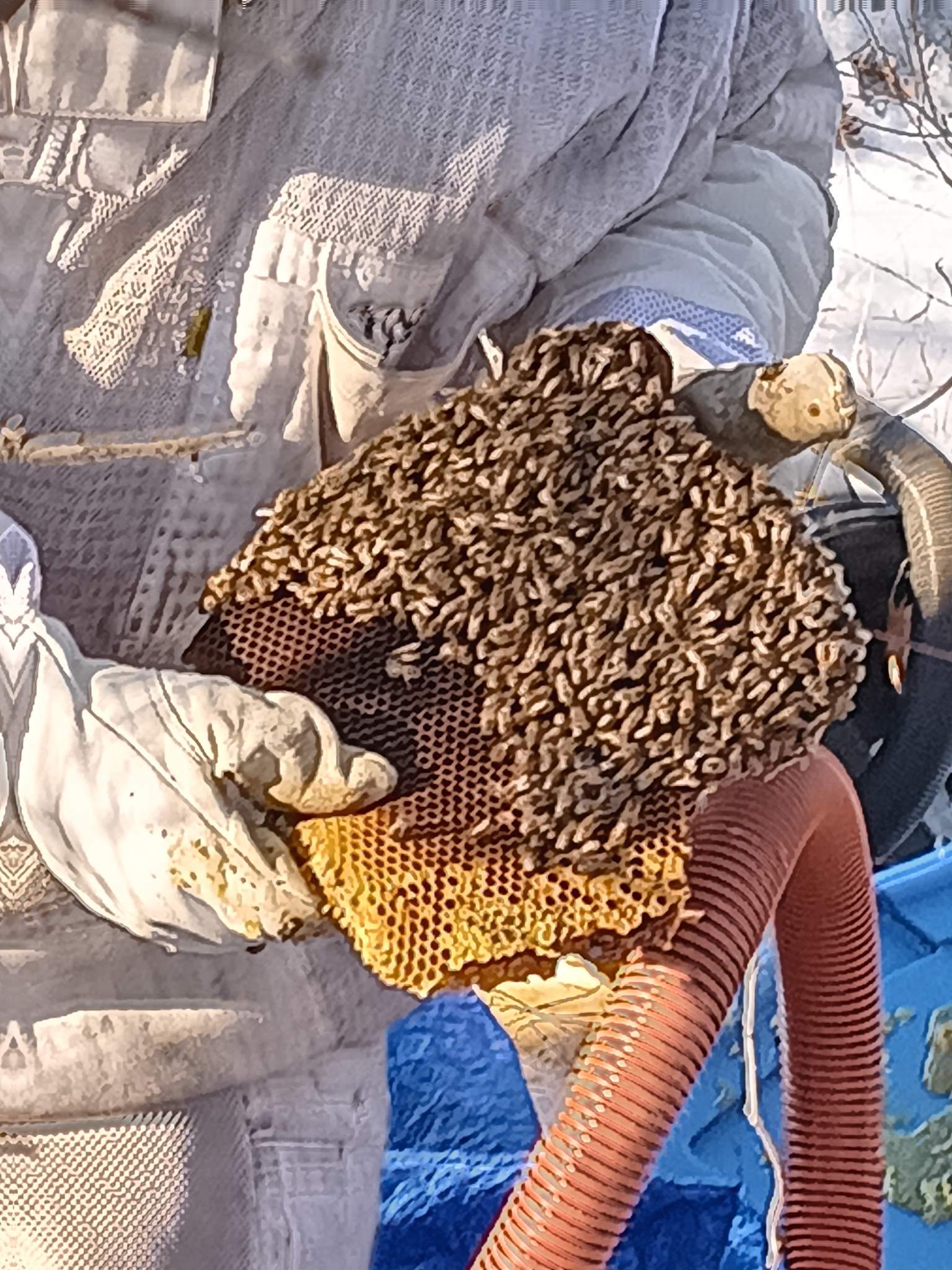 Winter Freeze Bees by Rockwall Honey Bee Company