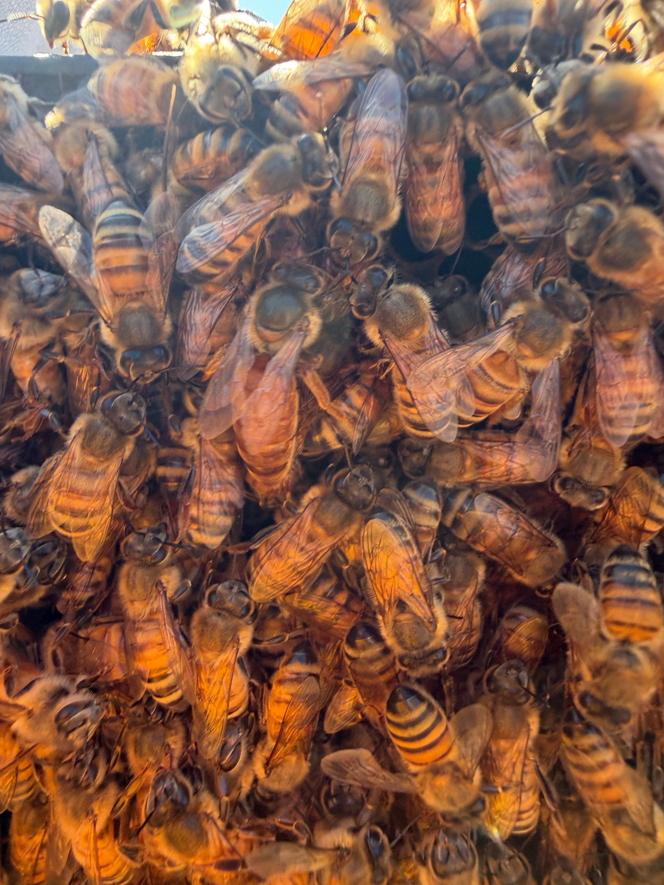 New beekeeper in Rowlett by Rockwall Honey Bee Company