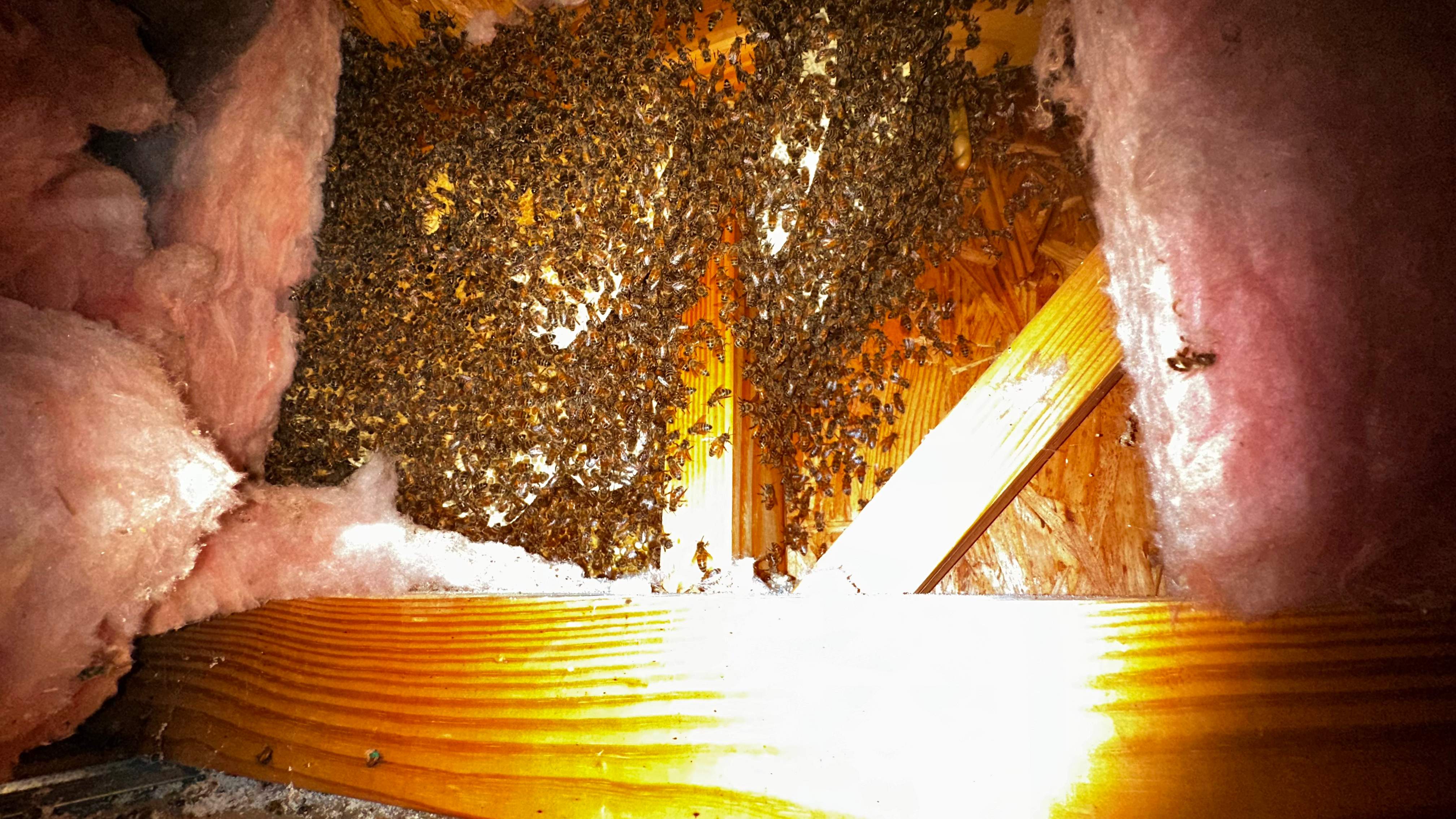 Hiding Bees by Rockwall Honey Bee Company