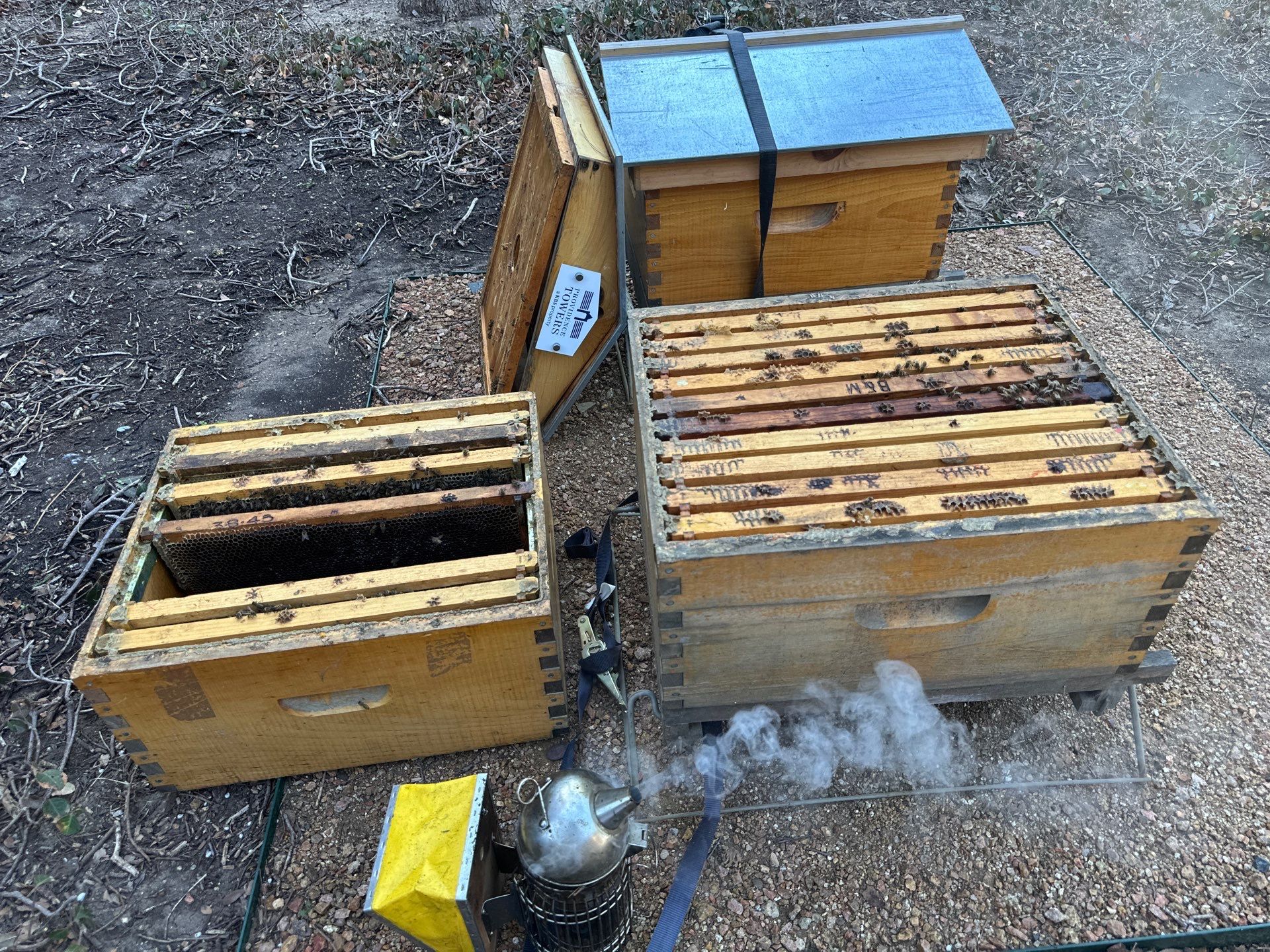 Urban Bees by the Tollway in North Dallas by Rockwall Honey Bee Company