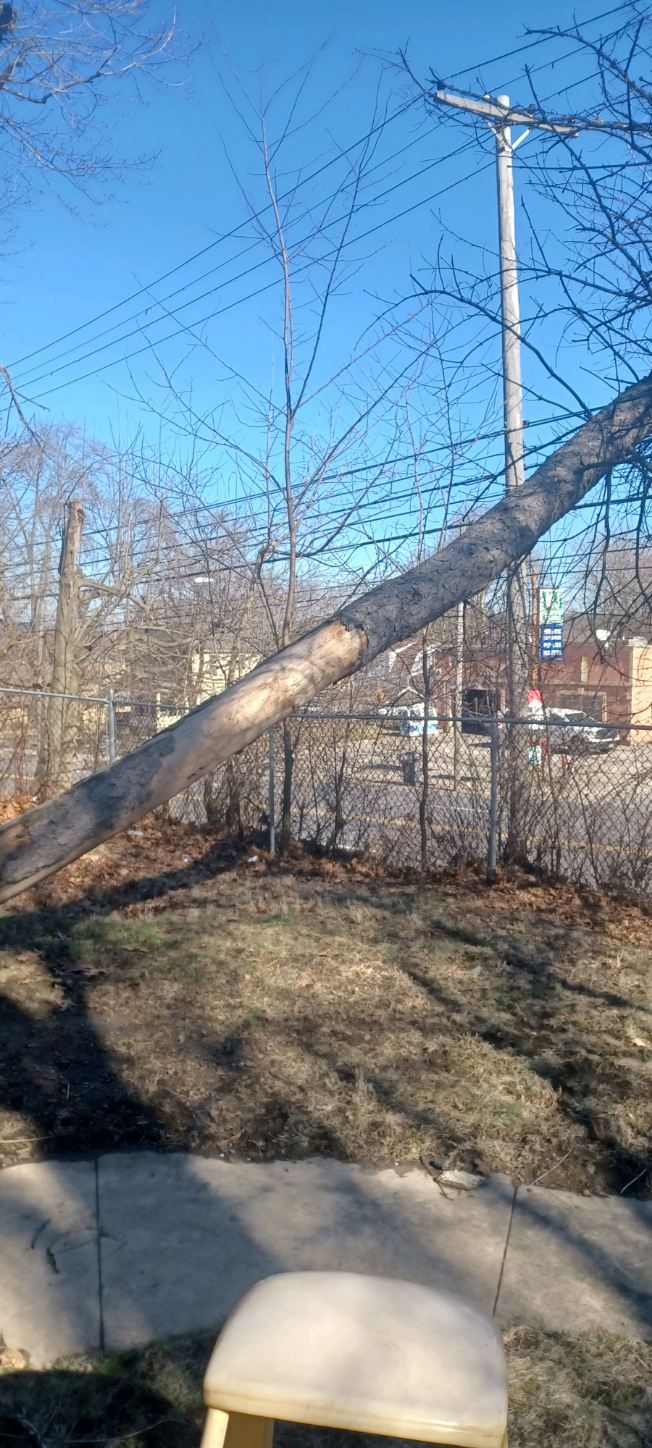 Tree Removal using Tree Removal by Mike Jones & Sons Tree Service LLC 