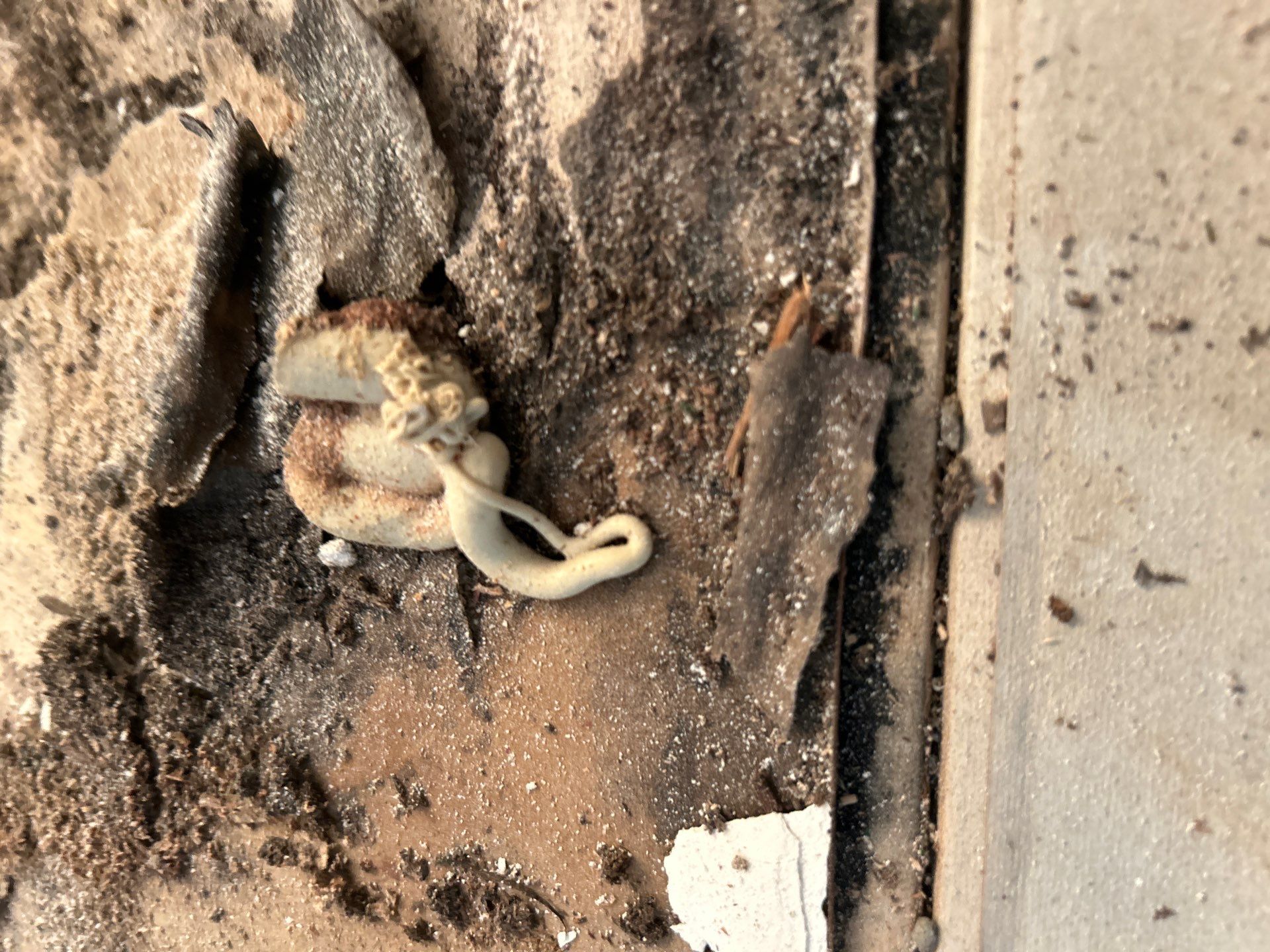 Mold Damage Removal In Palmetto, FL by Ampm Restoration Services