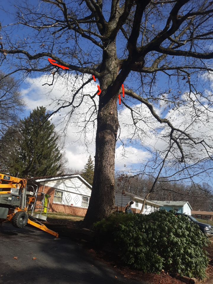 Tree Trimming using Tree Pruing by Mike Jones & Sons Tree Service LLC 
