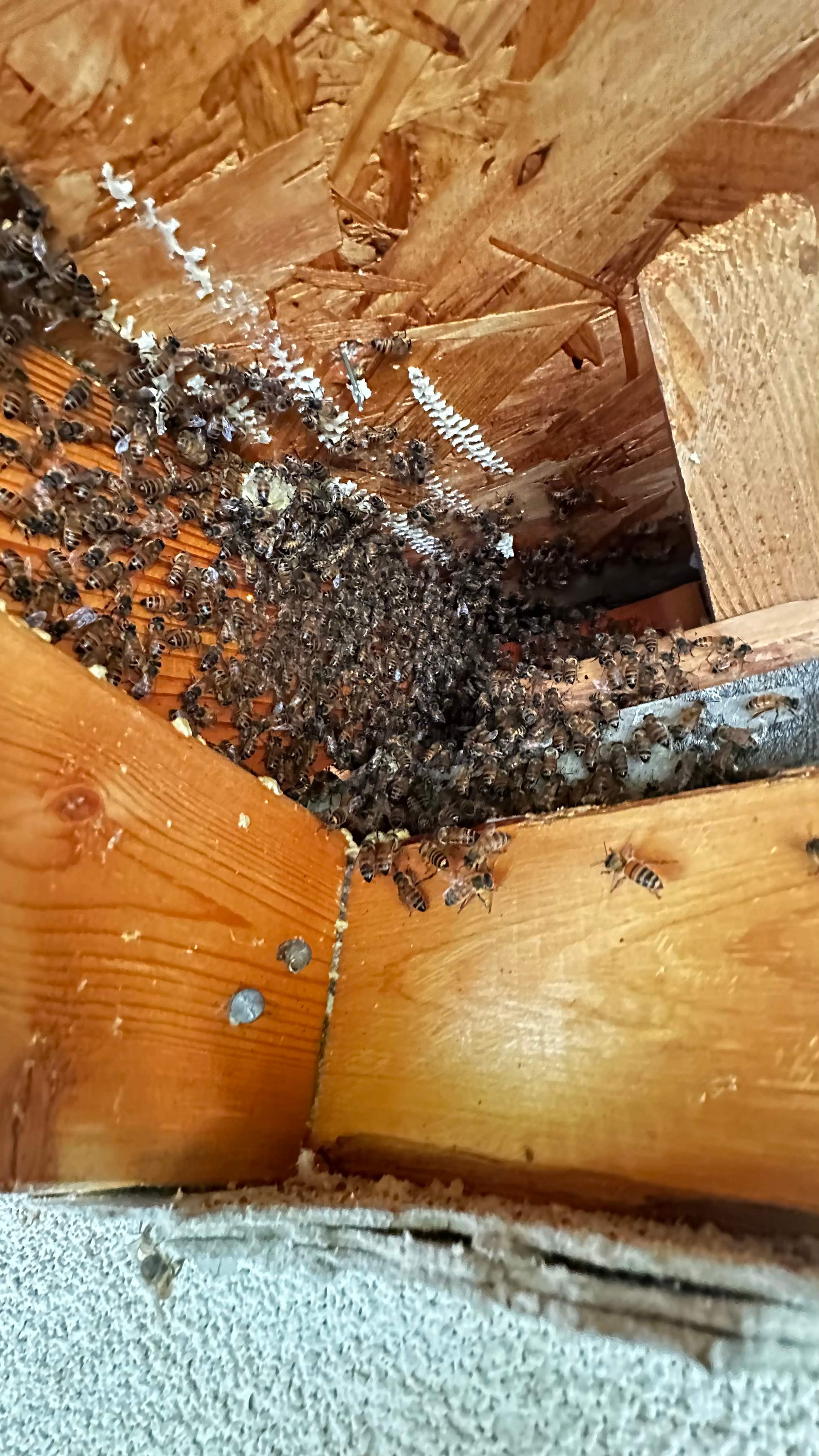 Beloved by Rockwall Honey Bee Company