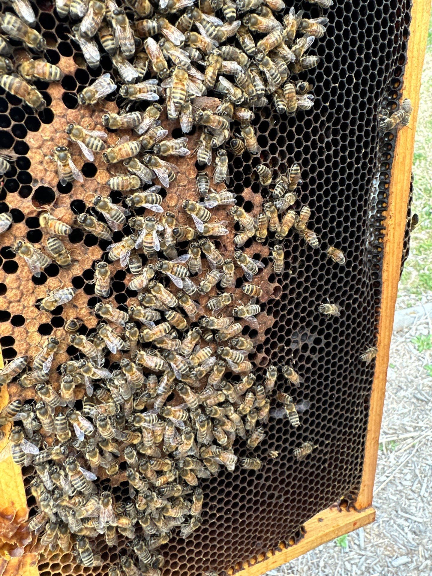 Ag. Exemption Client in Wylie by Rockwall Honey Bee Company