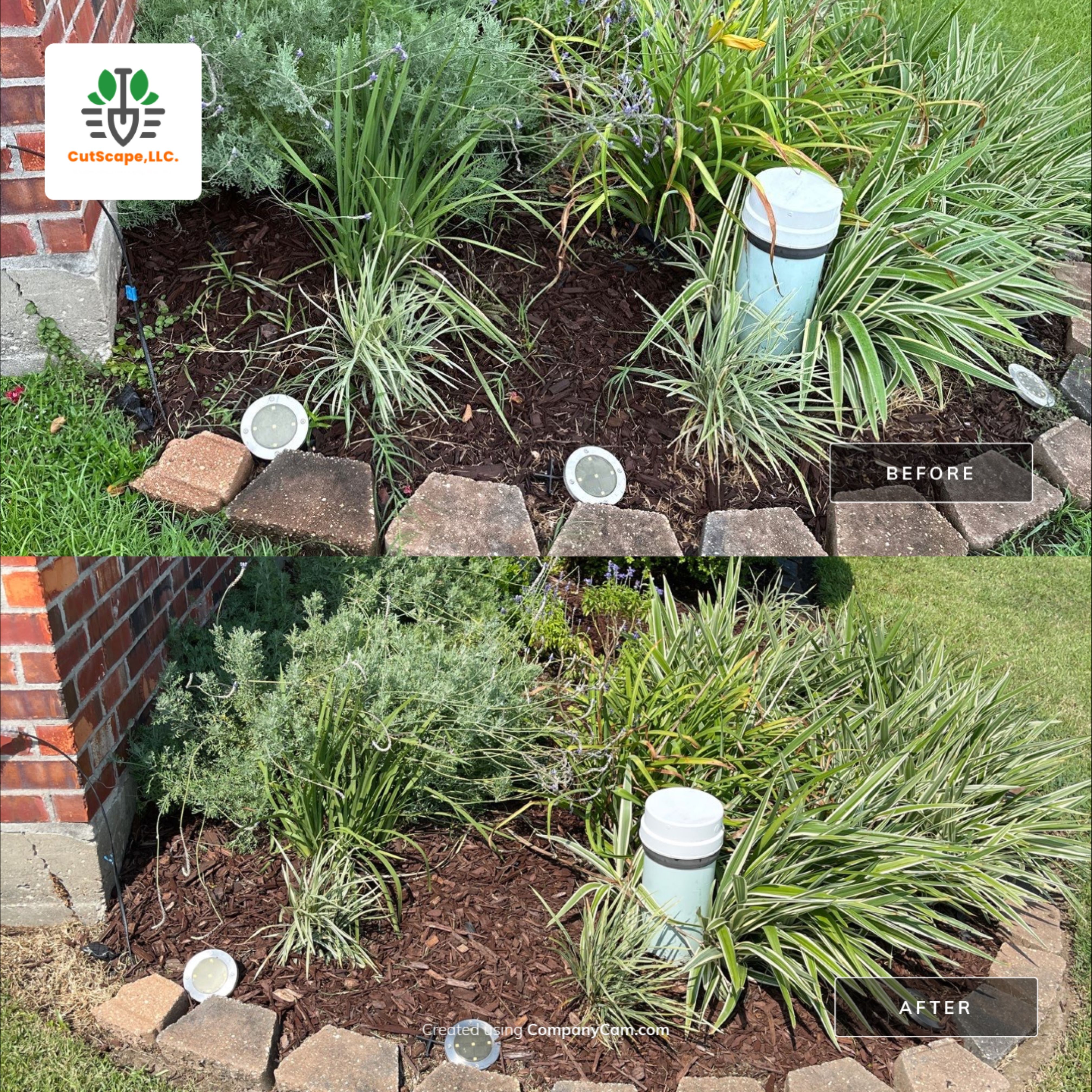 HEDGE TRIM / BED CLEAN / MULCH INSTALL using BROWN MULCH "BARK BRITE" by CutScape, LLC.