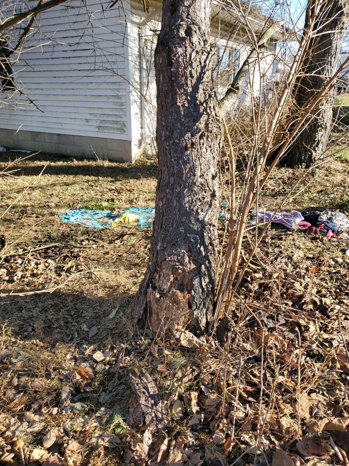 Storm Damaged Tree Removal  using Tree Removal by Mike Jones & Sons Tree Service LLC 