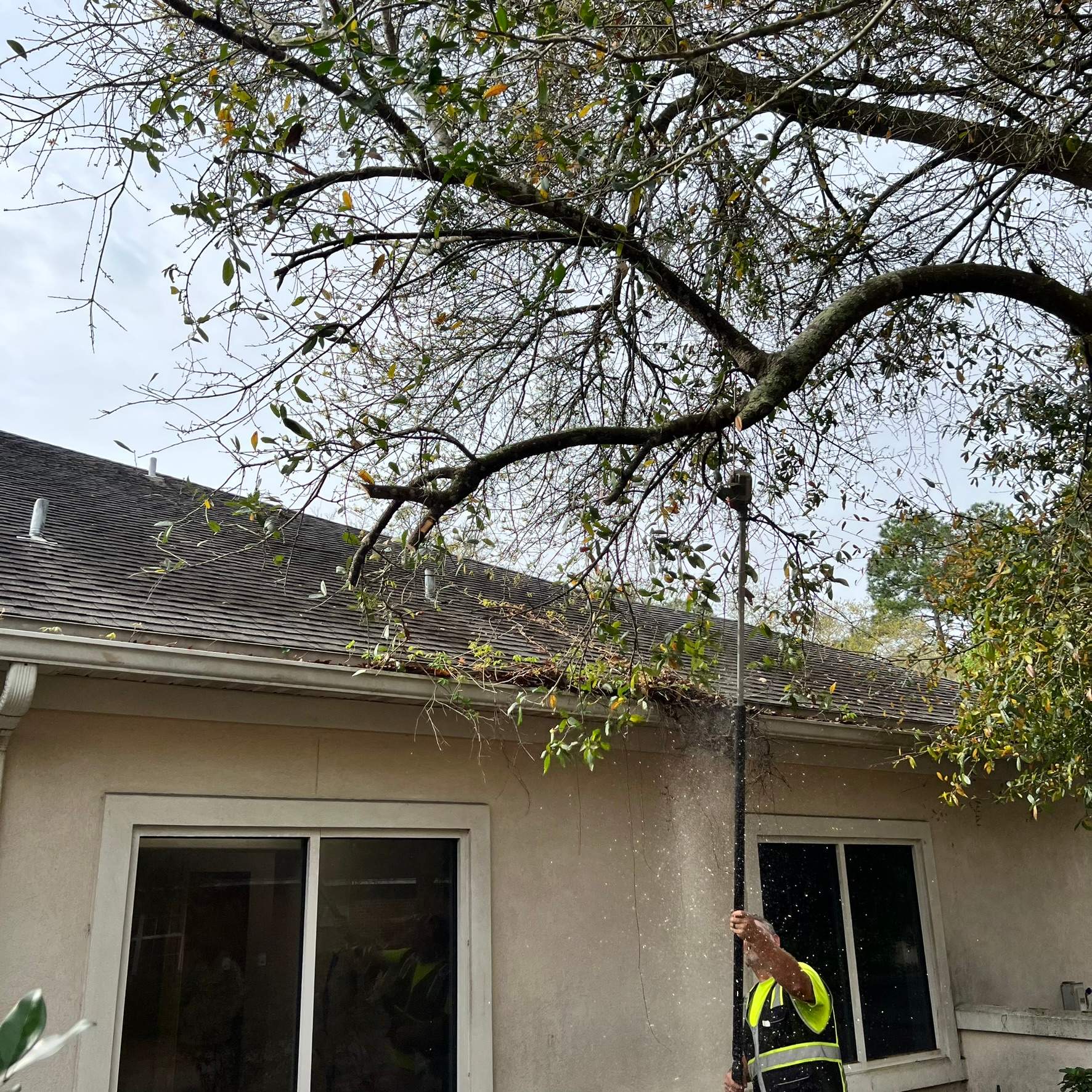 Tree Work | Great Expressions Dental by ProGreen Services