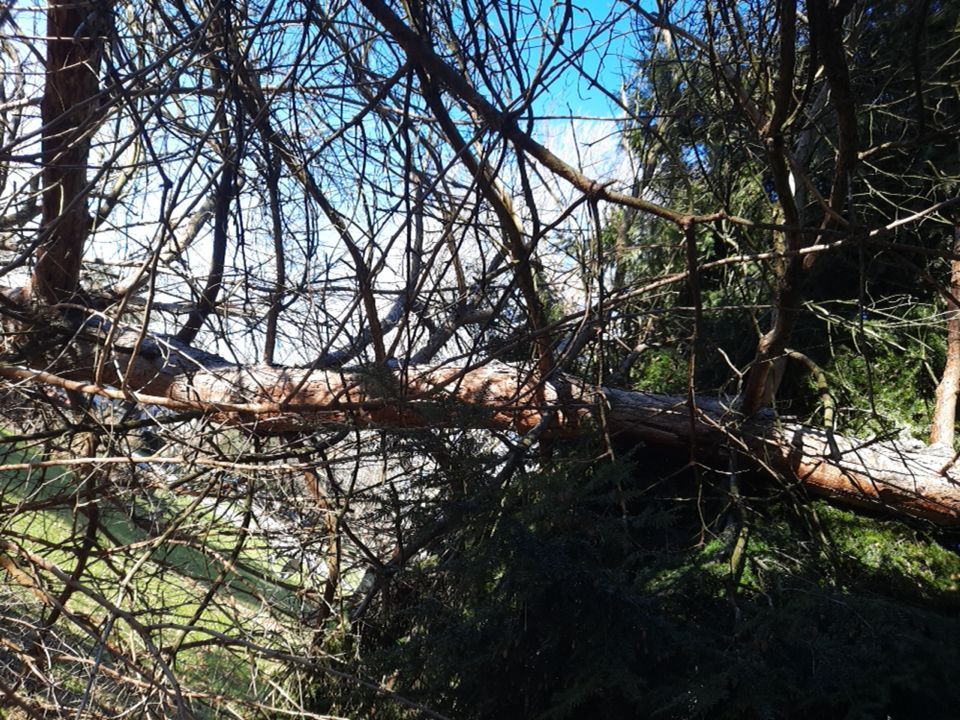 Storm Damaged Tree Removal  using Tree Removal by Mike Jones & Sons Tree Service LLC 