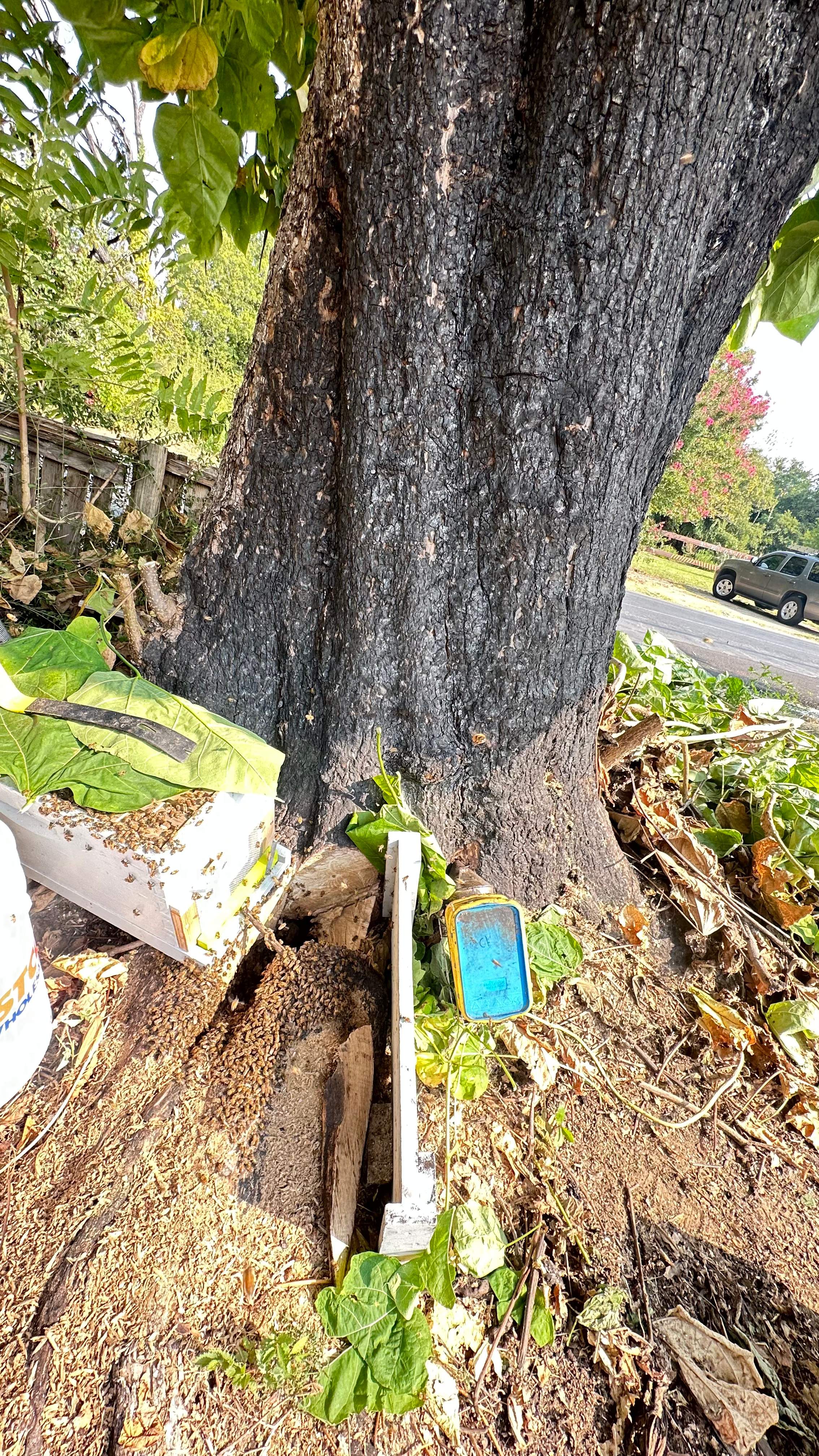 City Tree Company  by Rockwall Honey Bee Company