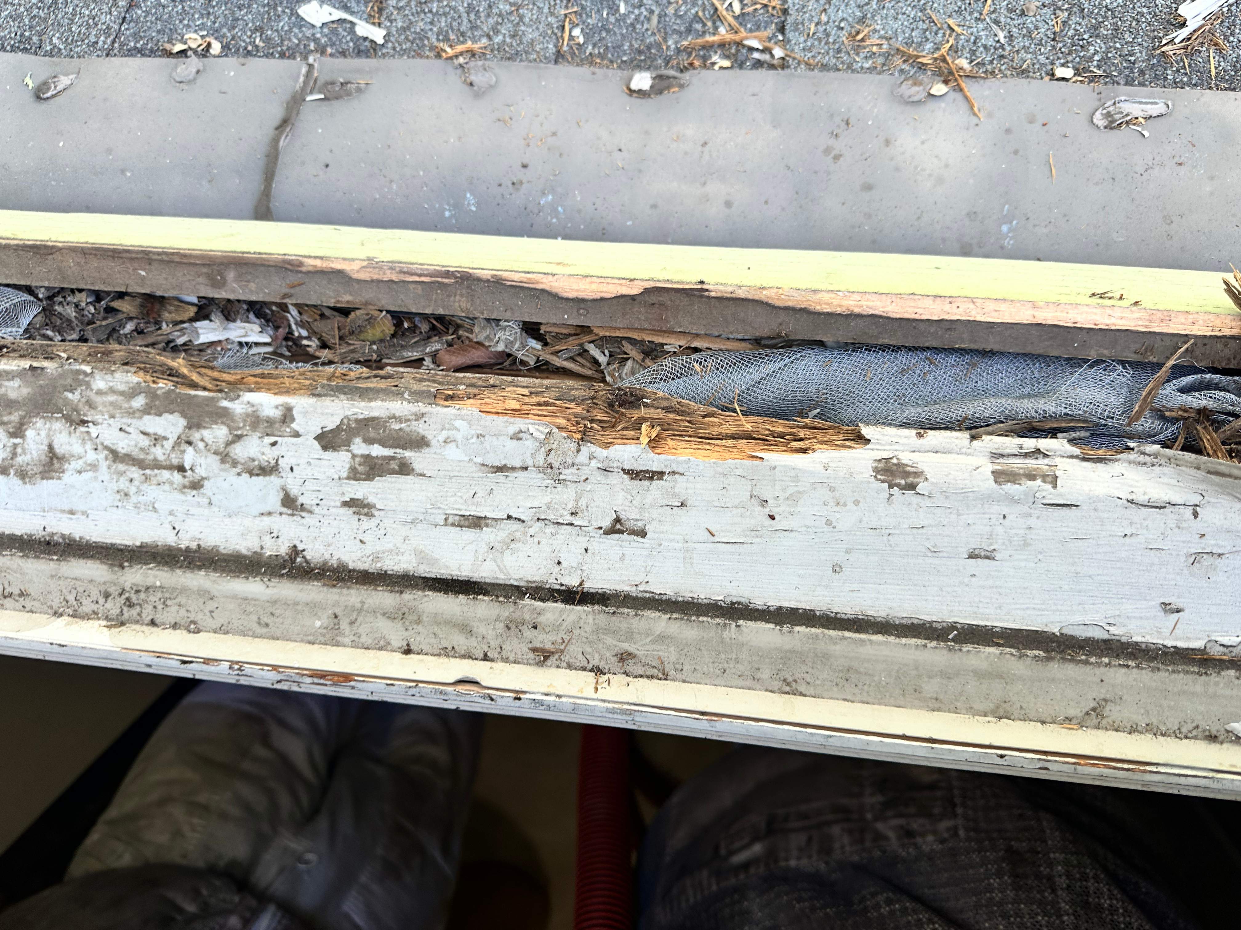 Yellowjackets in Bedroom by Rockwall Honey Bee Company