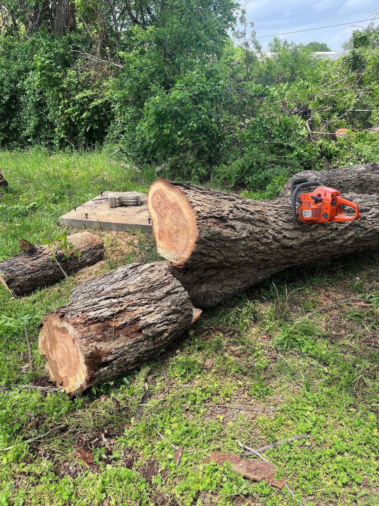 Tree Removal by Clays Services Inc