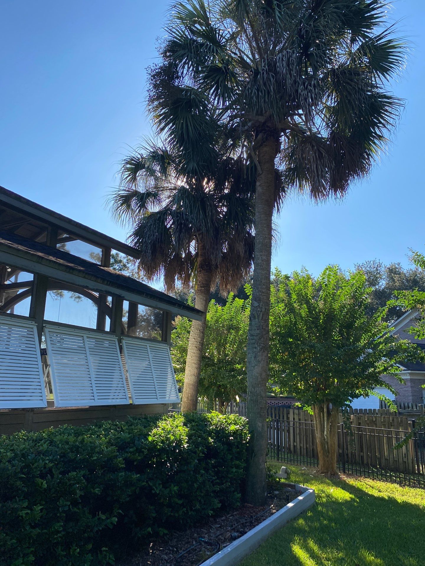 Deerwood Resident | Palm Tree Trimming by ProGreen Services