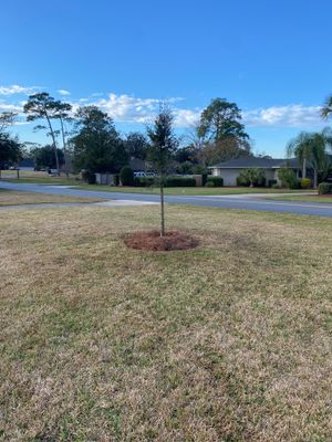 Deerwood | Live Oak Planting Project