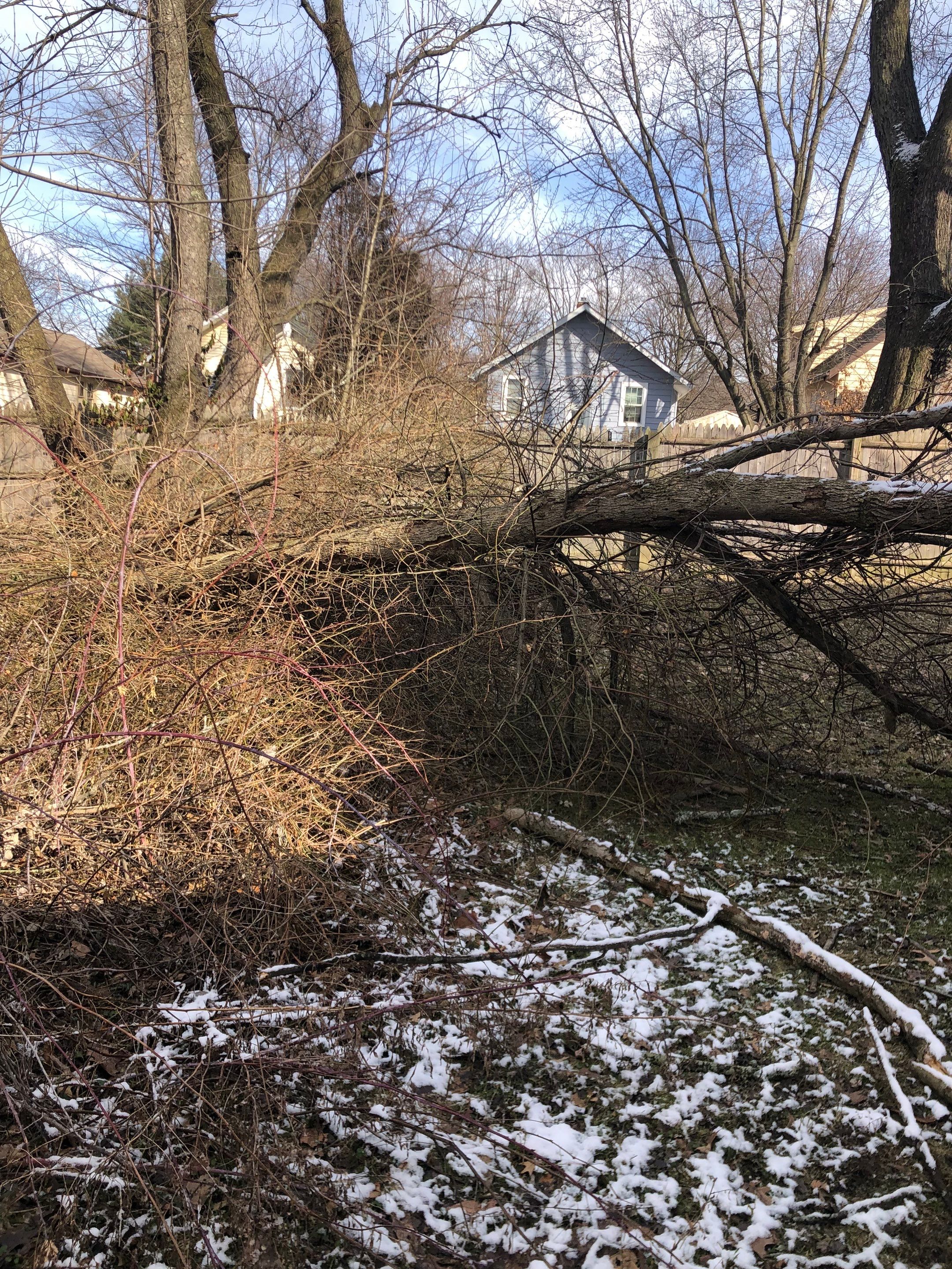 Tree Removal using Tree Removal by Mike Jones & Sons Tree Service LLC 