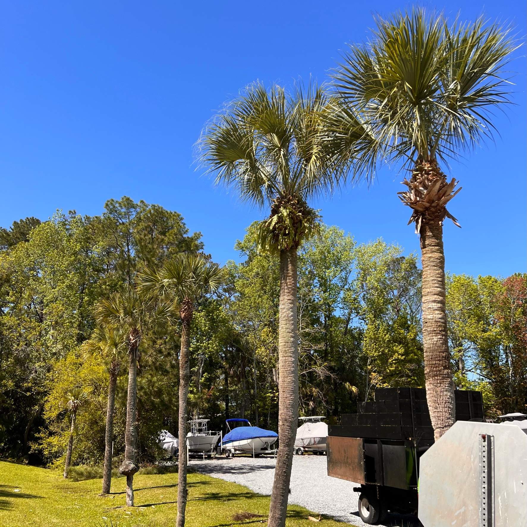 Tree Work | Florida Gun & Tackle by ProGreen Services