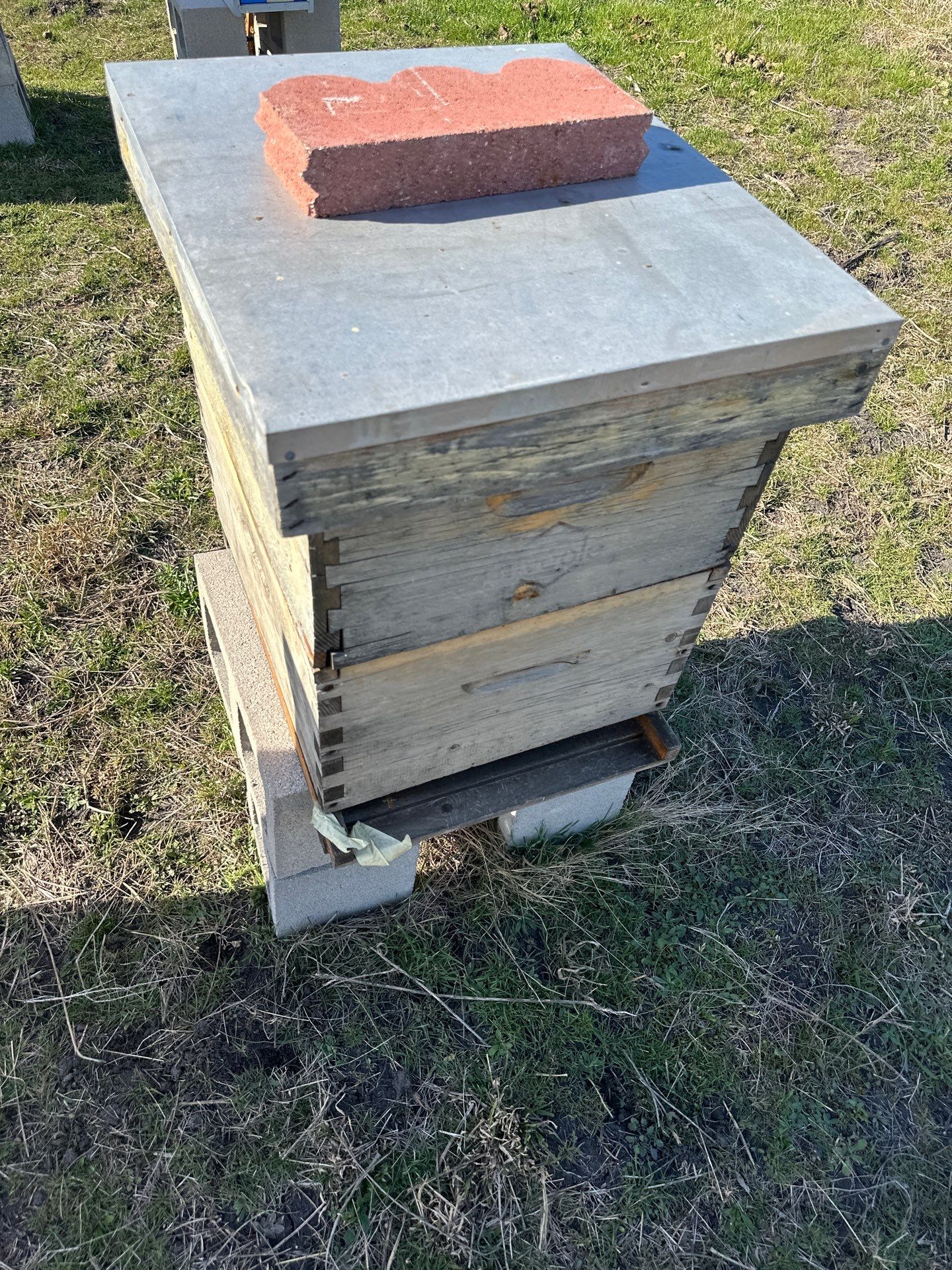 Bees for Ag. Exemption in Rockwall by Rockwall Honey Bee Company