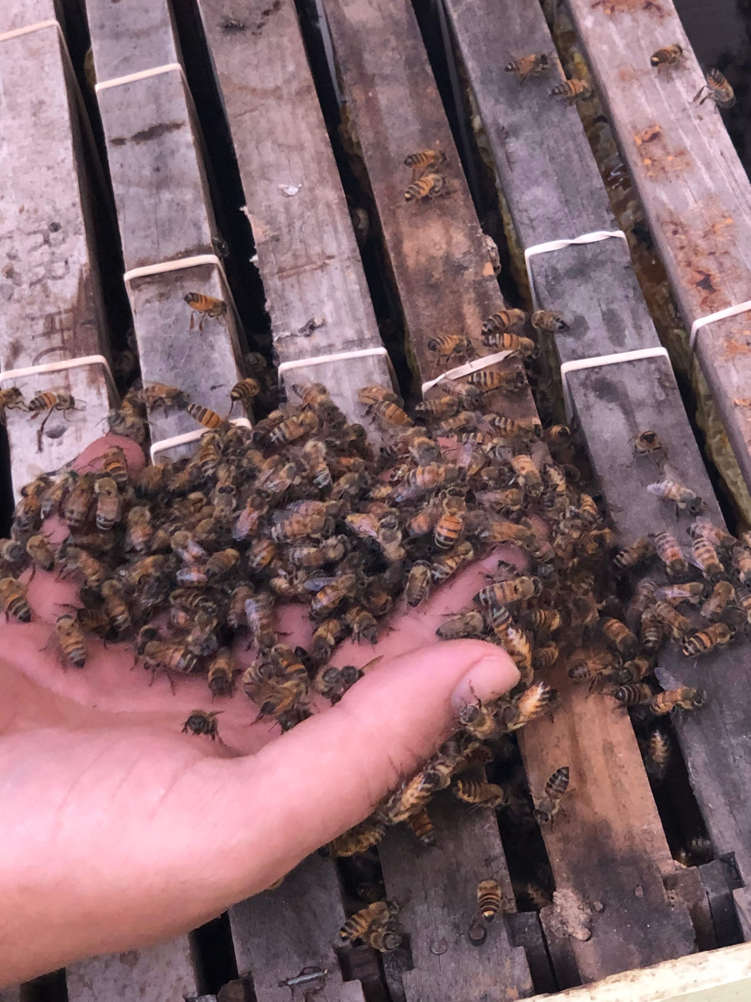 Bees Handled by Rockwall Honey Bee Company