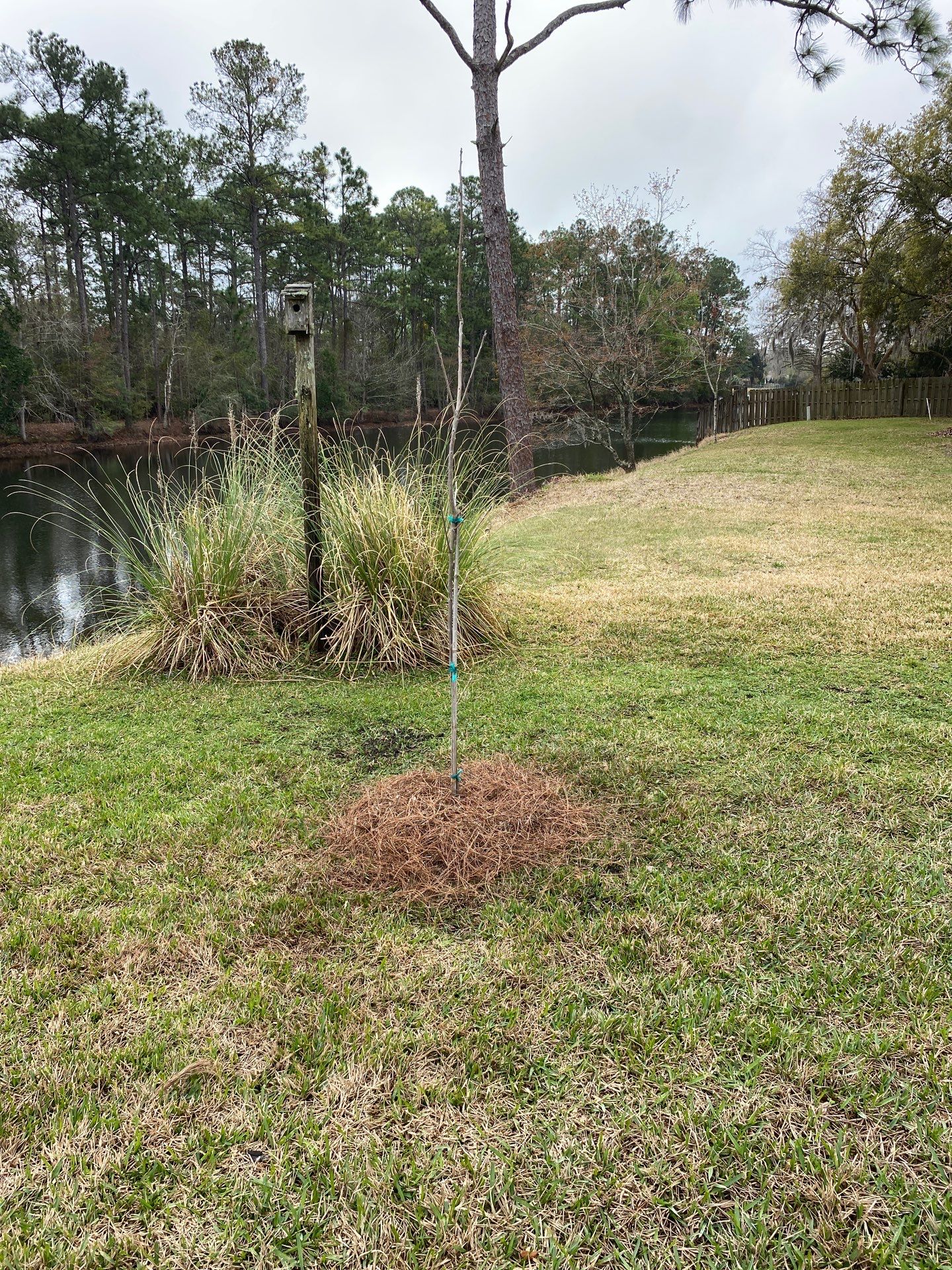Deerwood Resident | Tree Install by ProGreen Services