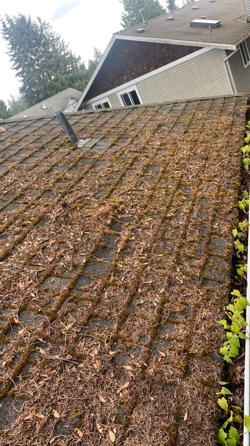 Softwashed in many Years back, and organic regrowth significant by DawnSky LLC