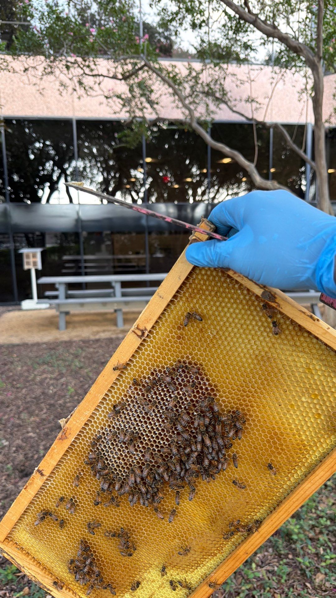 Urban Building Bees by Rockwall Honey Bee Company