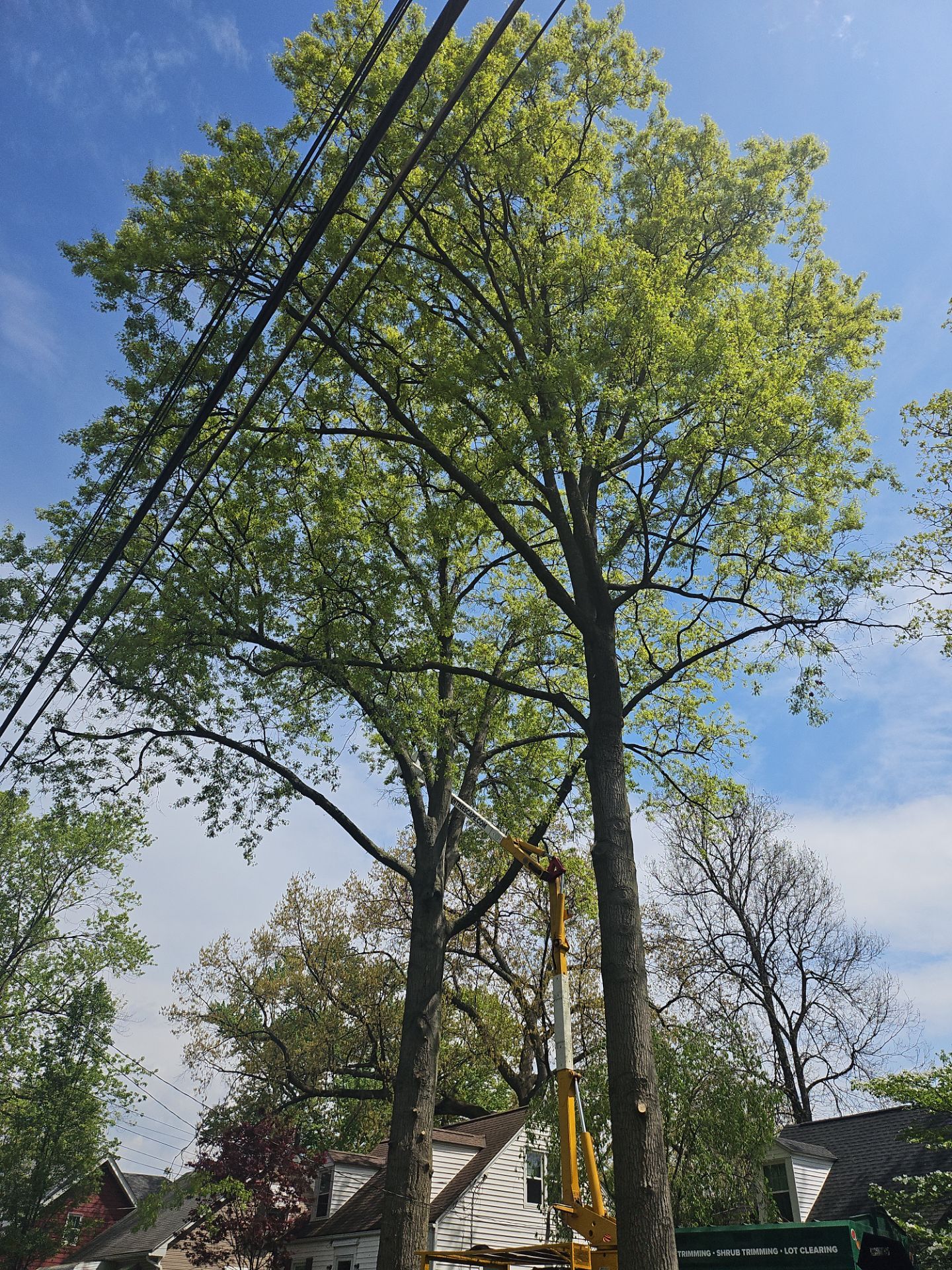 Tree Trimming using Tree Pruing by Mike Jones & Sons Tree Service LLC 