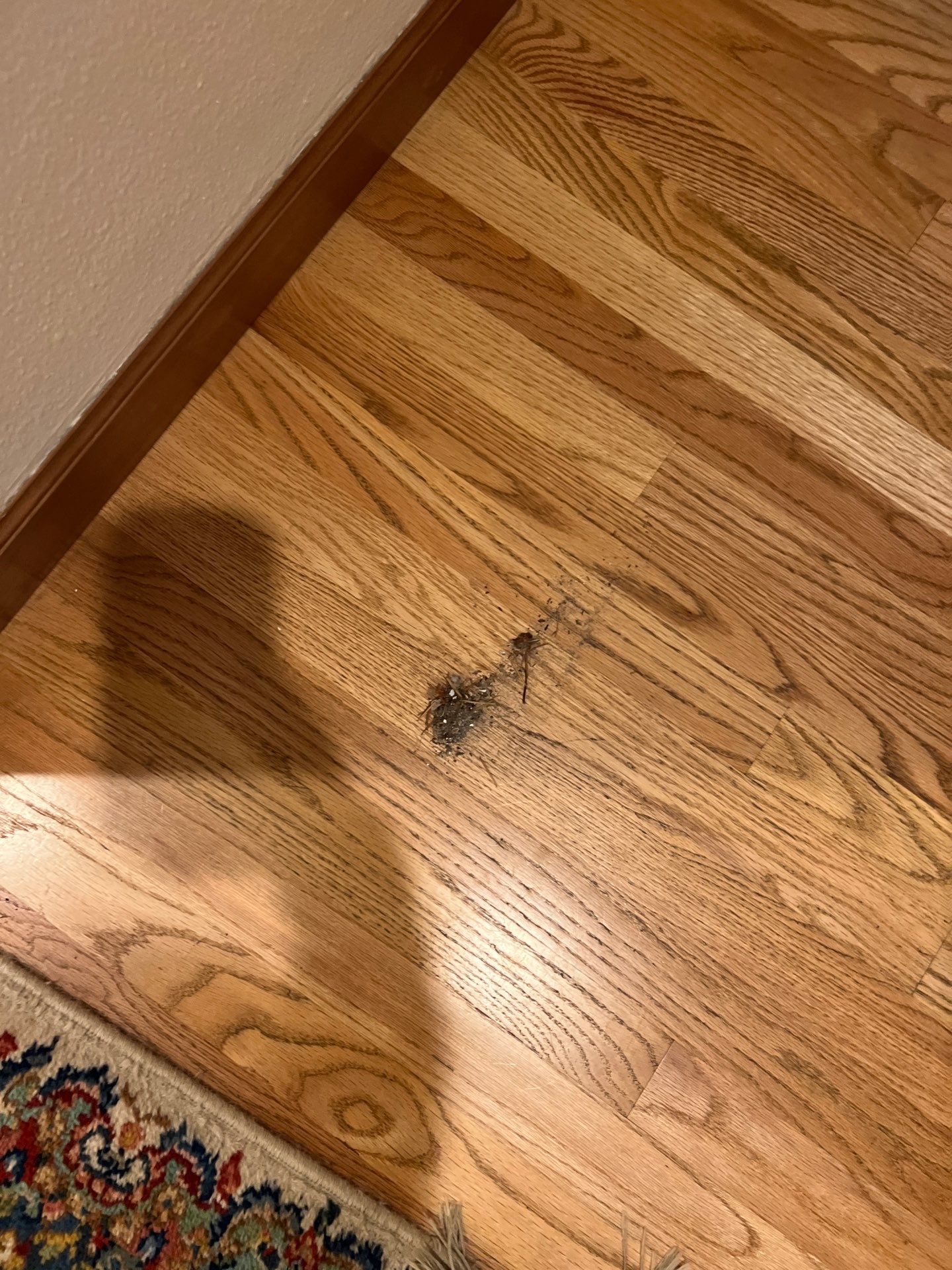 Home Claening Project in Lake Oswego by Cloud 9 Professional Cleaning Services