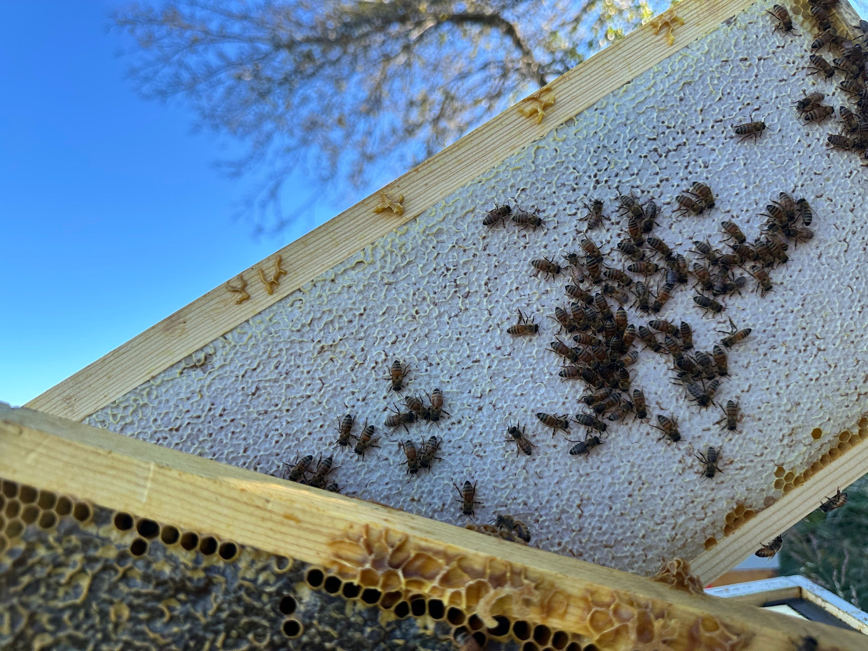 Honey-Maker Apiary in Greenville by Rockwall Honey Bee Company