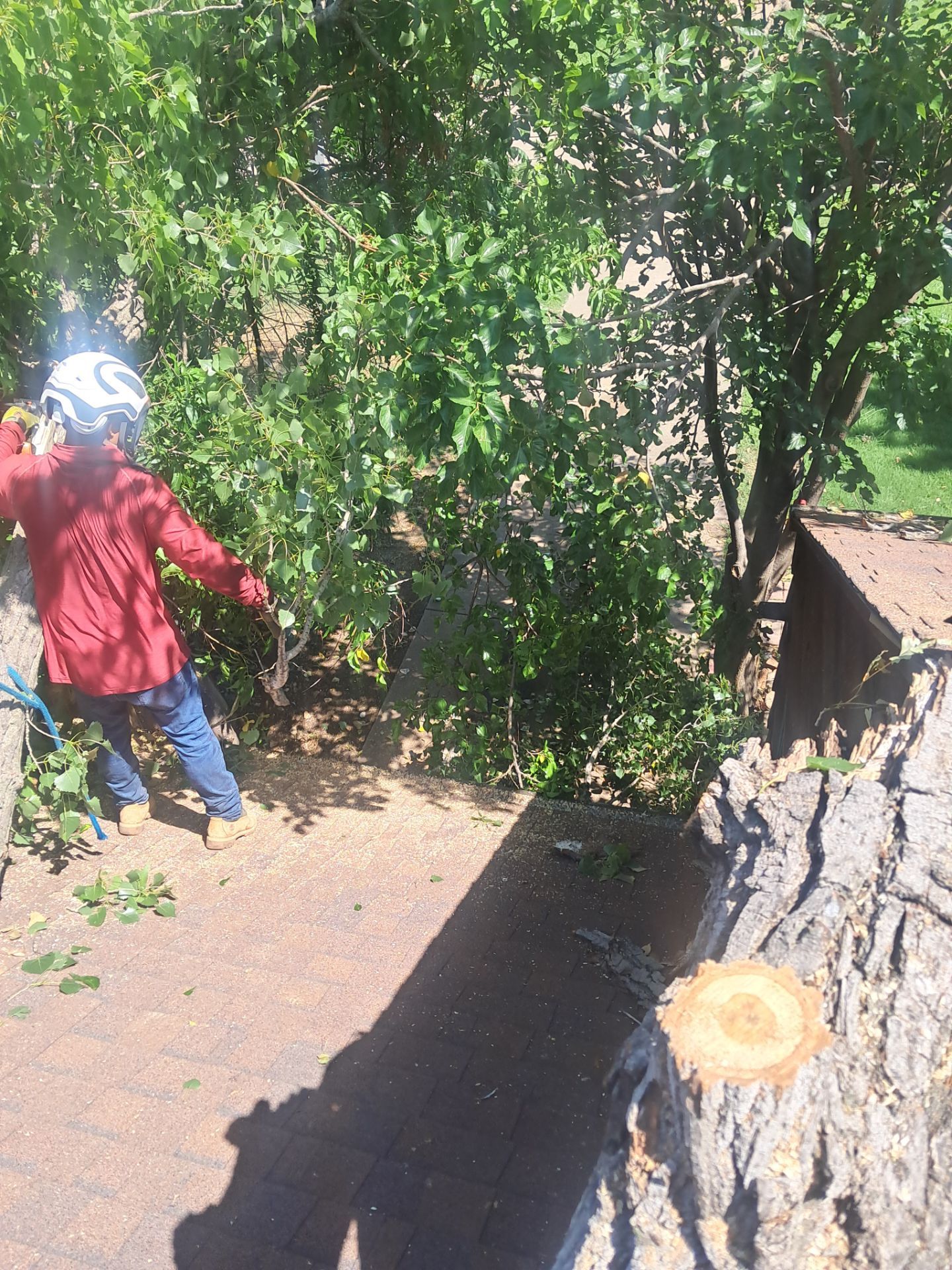 Dangerous Tree Tree Removal  by Clays Services Inc