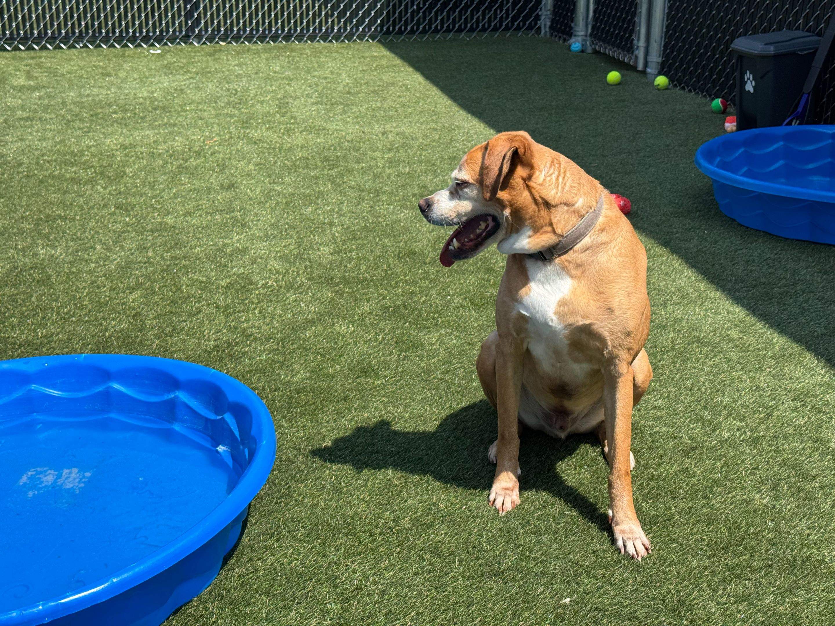 Humane Society for Greater Lafayette by ForeverLawn NEIN/INDY