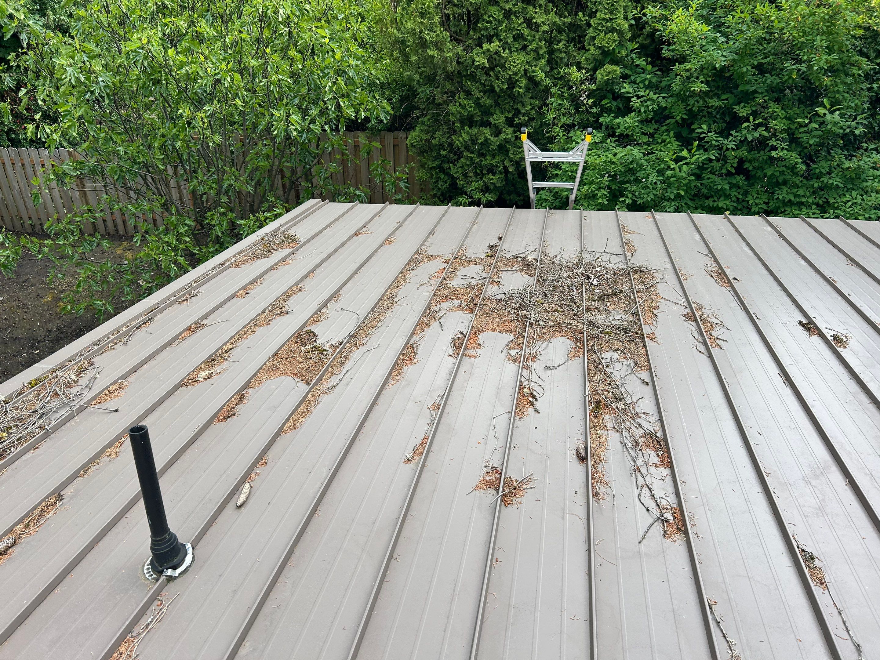 Roof Cleaning in Portland by Prodigy Roof Solutions