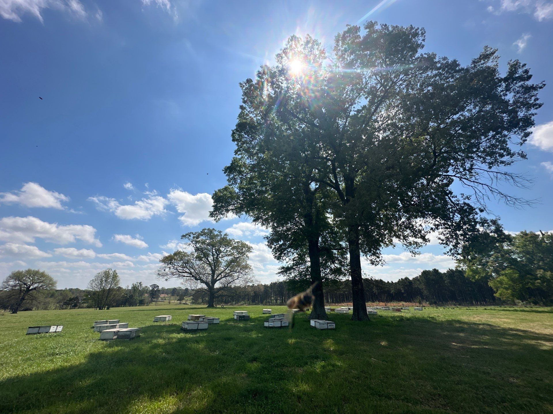 Peanut Farm Apiary by Rockwall Honey Bee Company