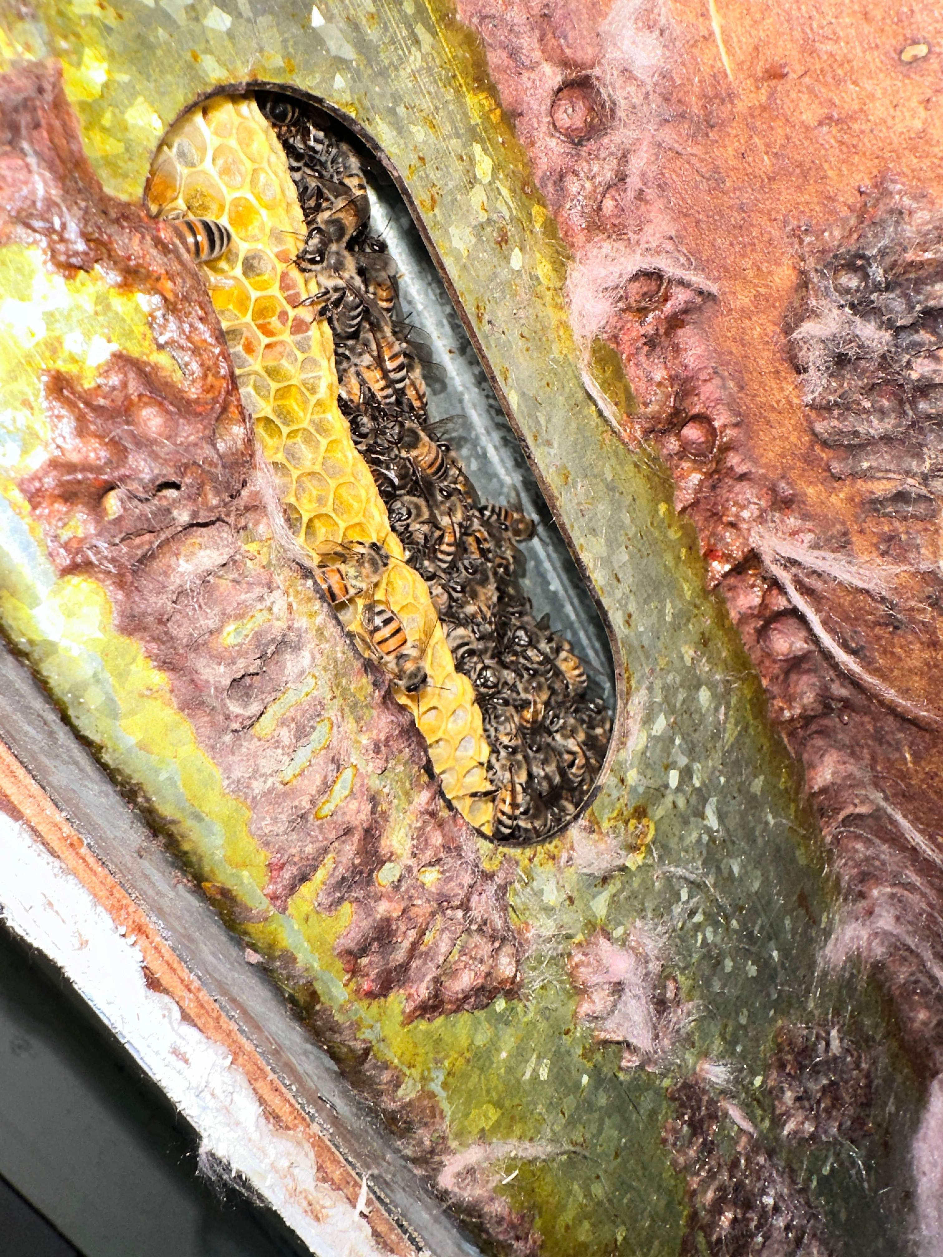 Two Colonies, One Property by Rockwall Honey Bee Company