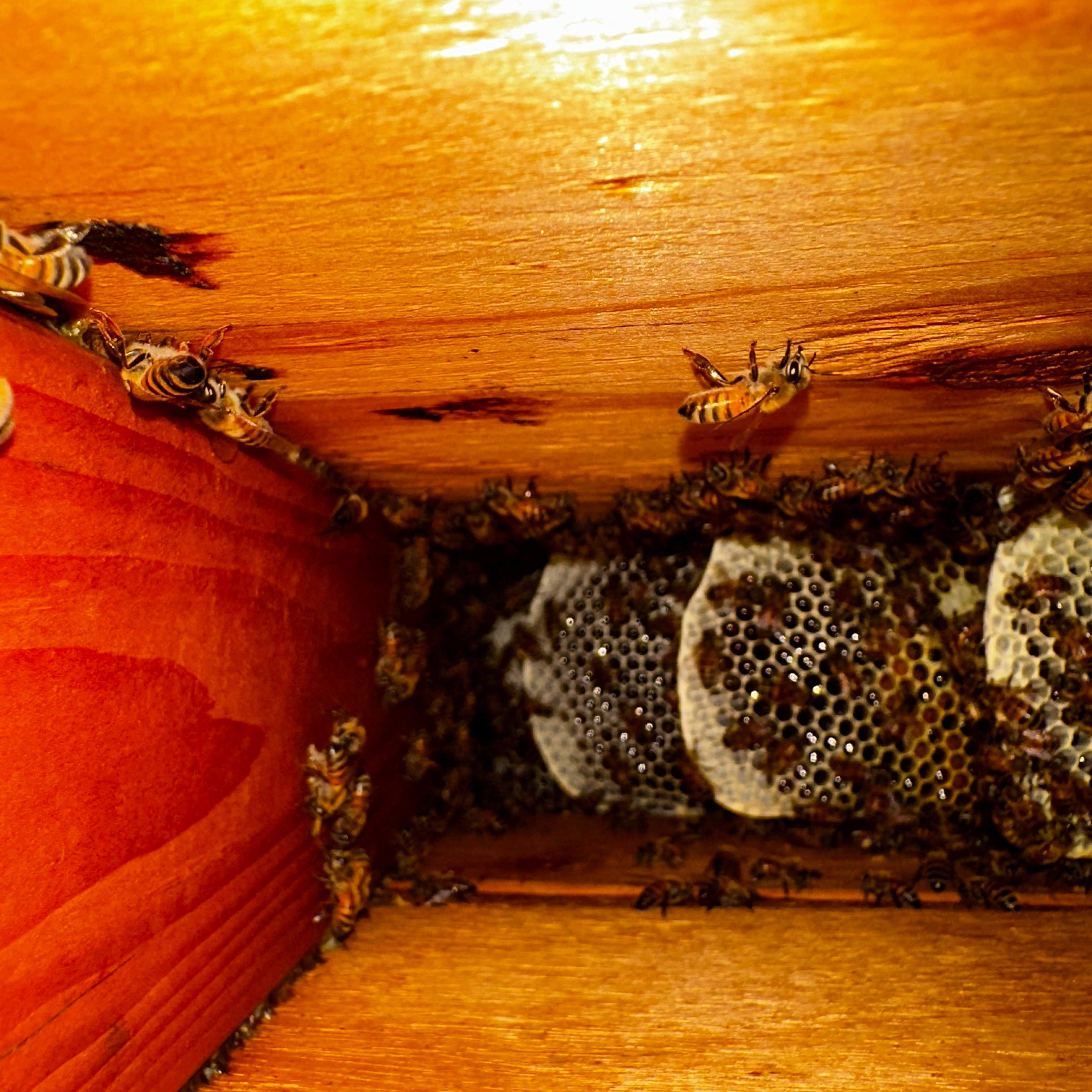 Copper Roof by Rockwall Honey Bee Company