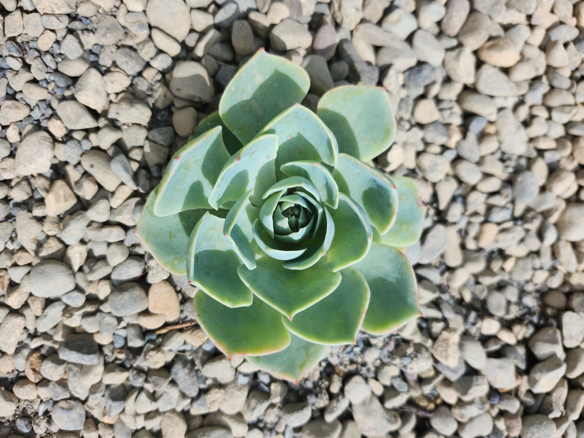Front Yard Ecological Conversion – A West Coast-Inspired Low-Maintenance Oasis by Habanero Garden and Exterior Care