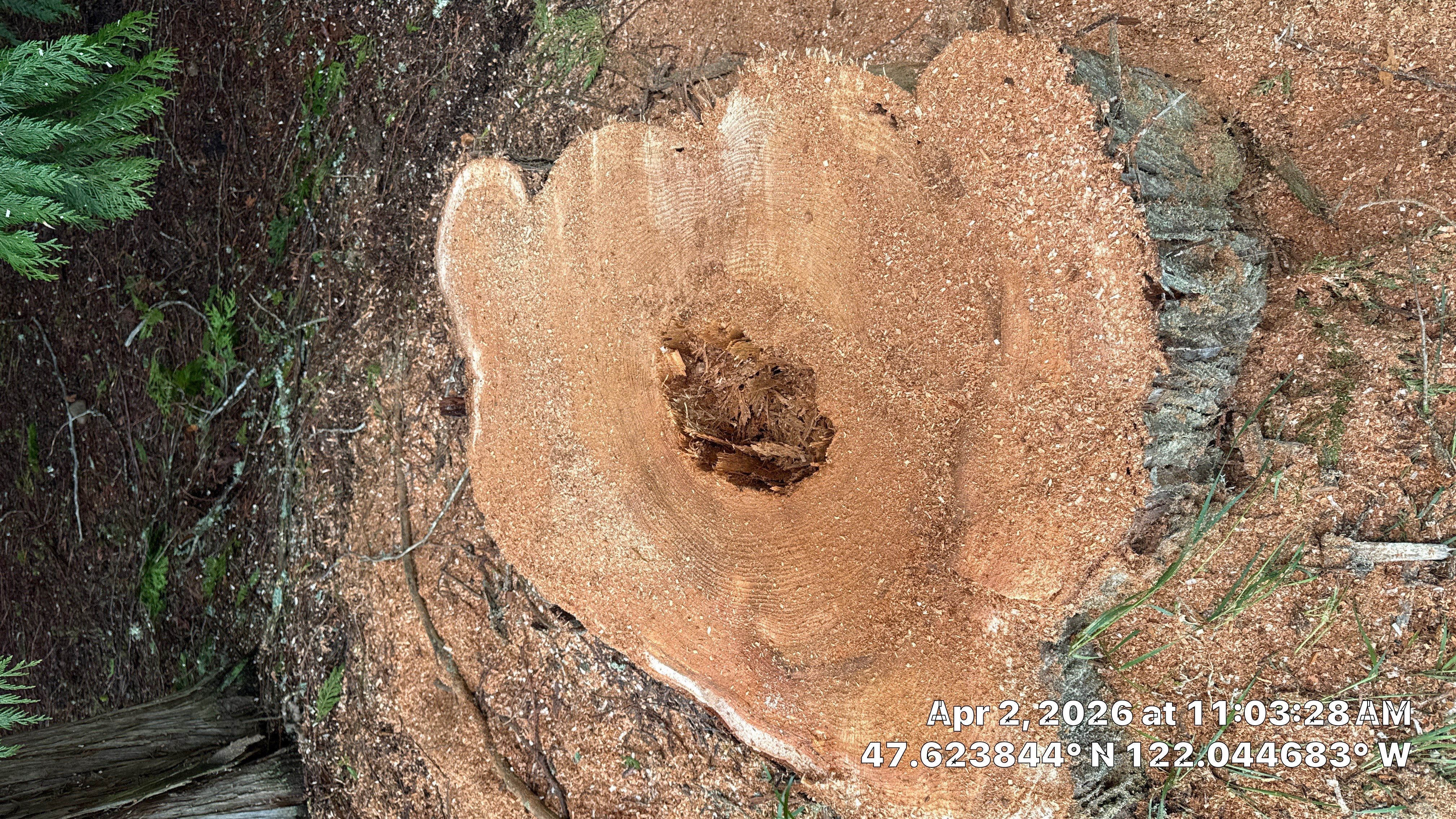 Emergency Tree Removal and Storm Cleanup in Sammamish by Sound Tree Care LLC