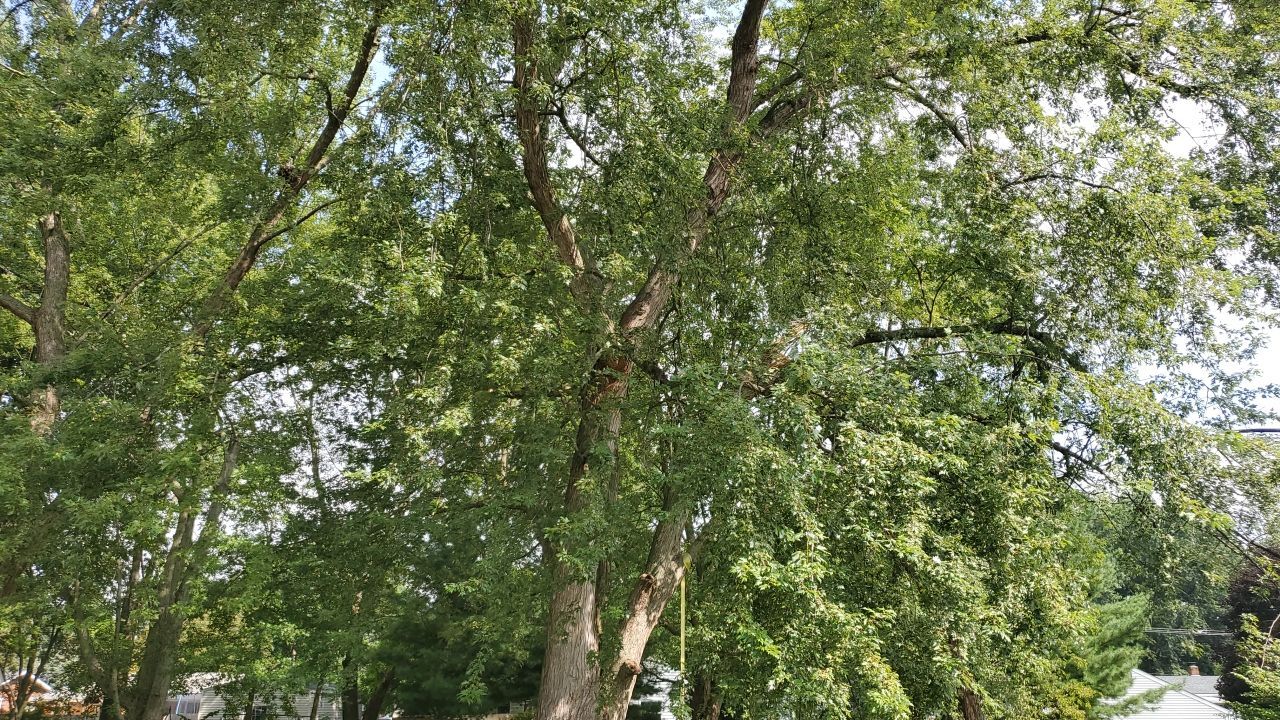 Tree Removal by Mike Jones & Sons Tree Service LLC 