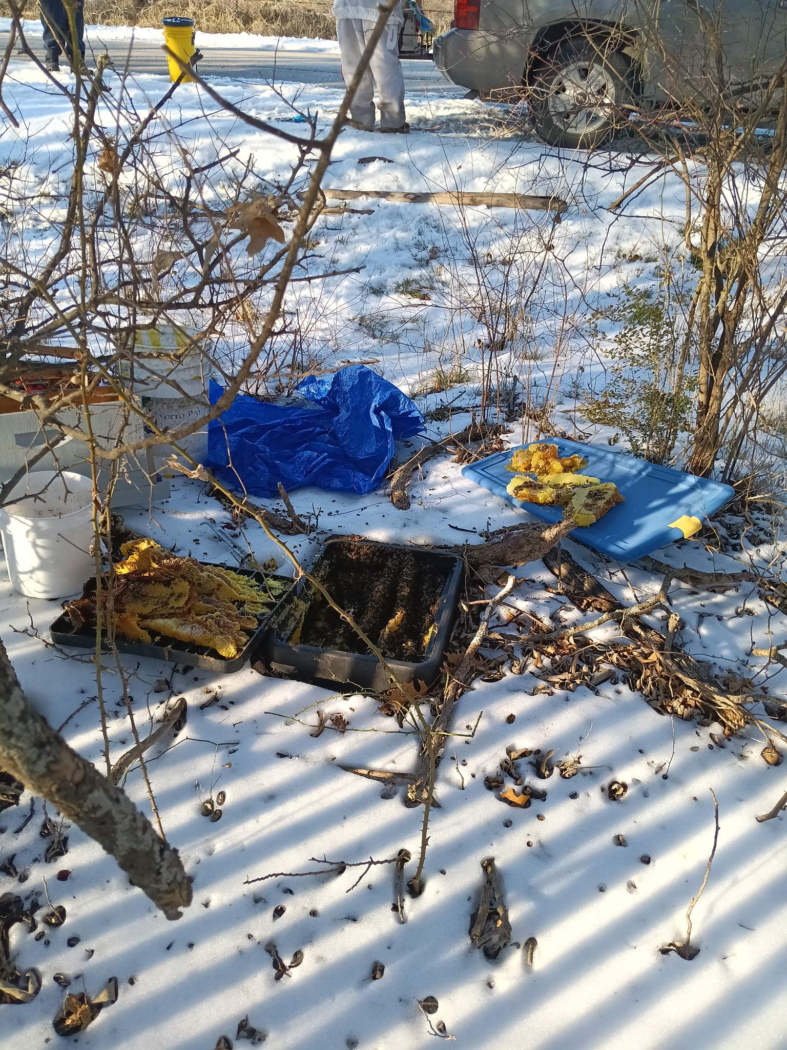 Winter Freeze Bees by Rockwall Honey Bee Company