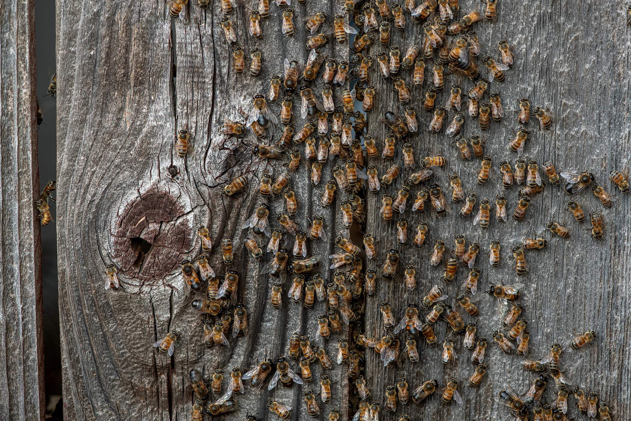 Brick Column by Rockwall Honey Bee Company