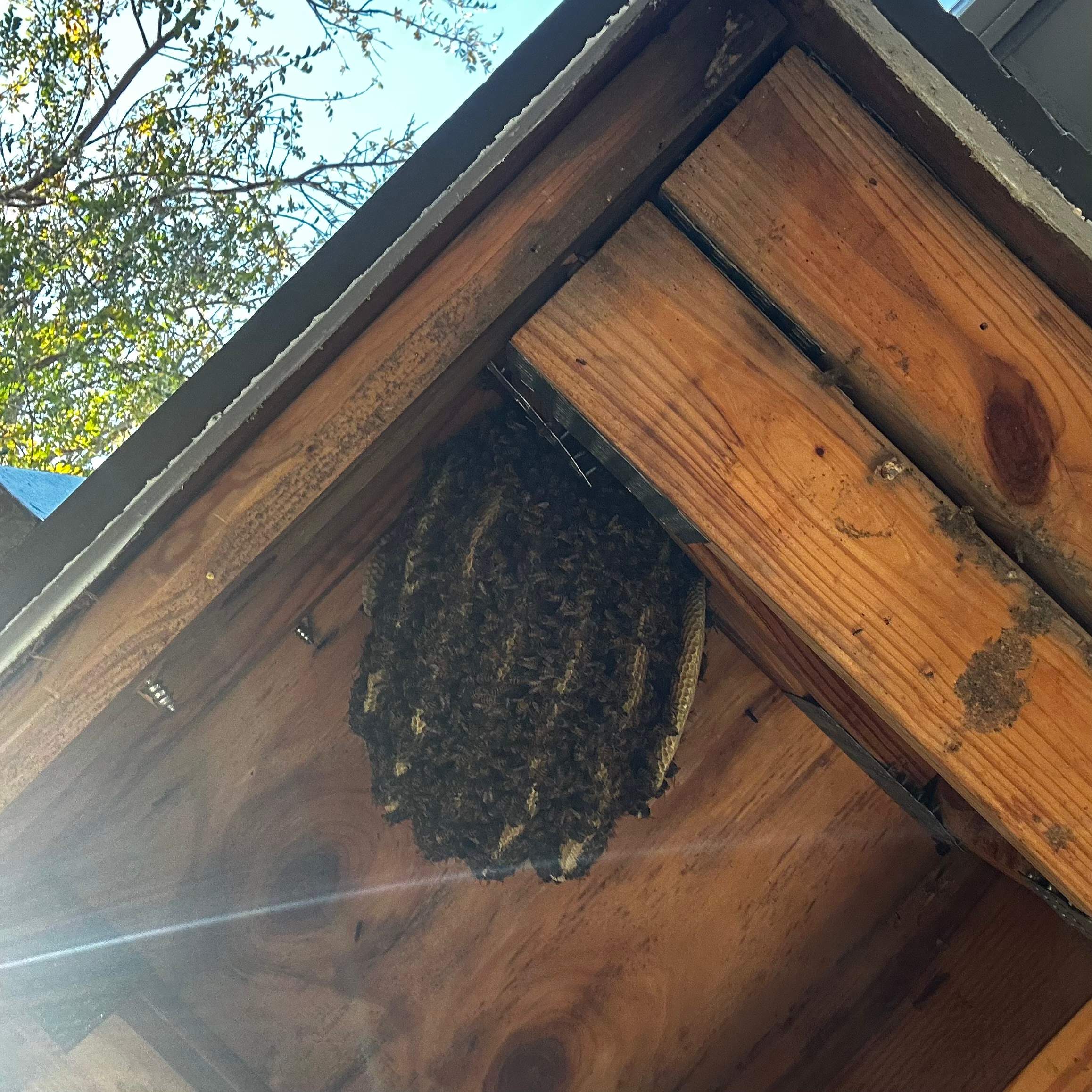 Final Beauty of 2024 by Rockwall Honey Bee Company