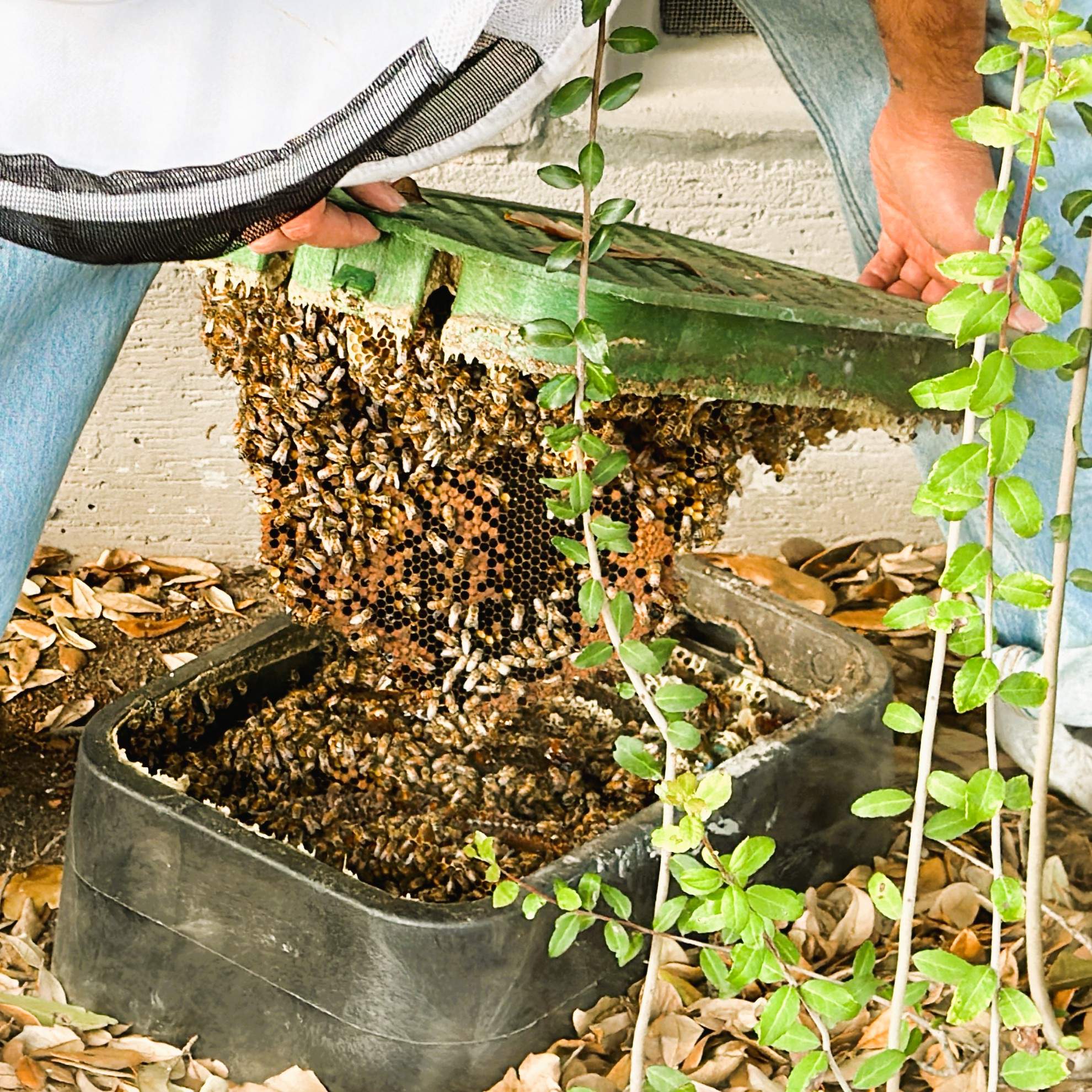 Irrigation Box Swarm by Rockwall Honey Bee Company