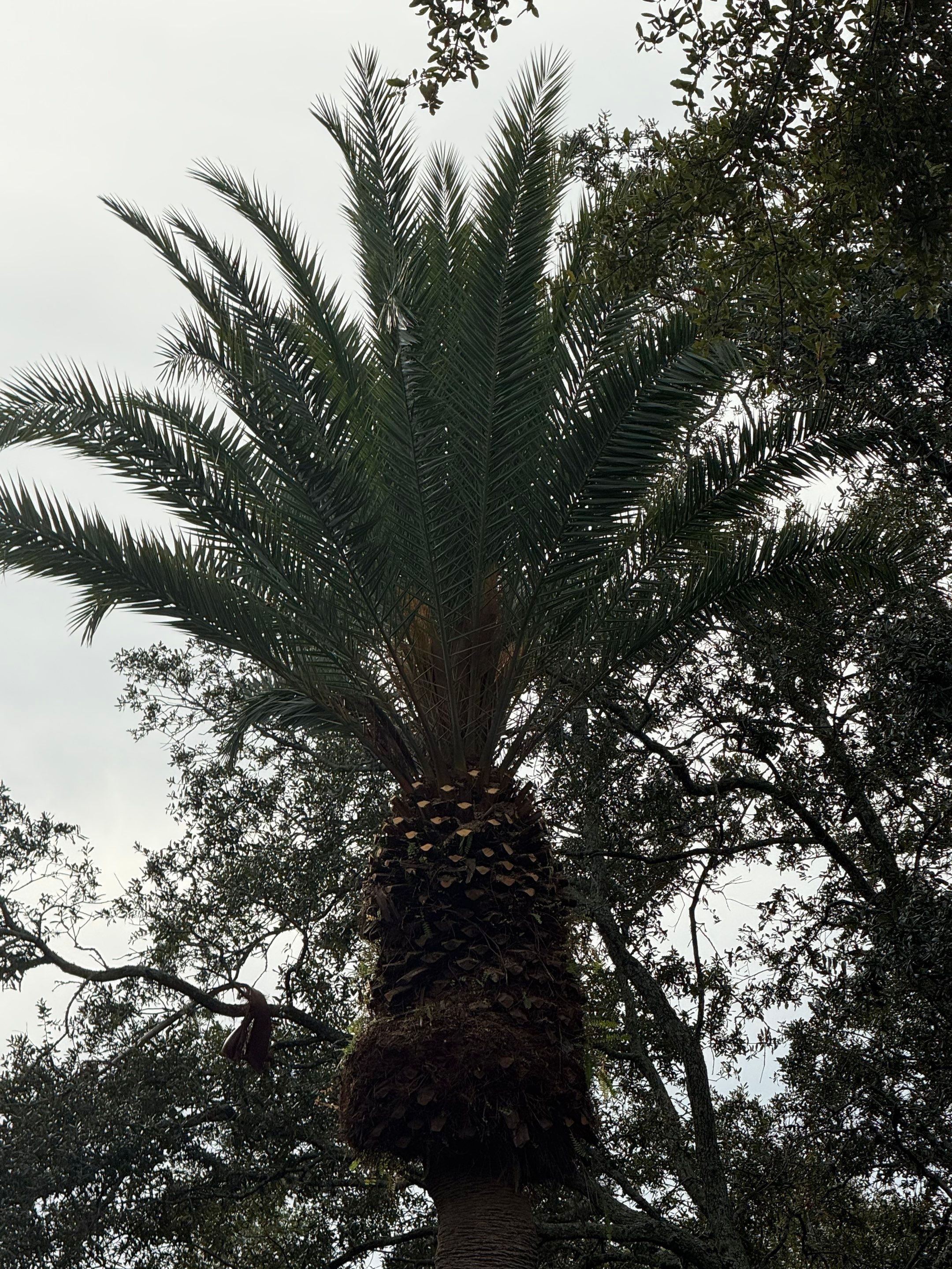 Volunteer Work | Episcopal High School of Jacksonville by ProGreen Services